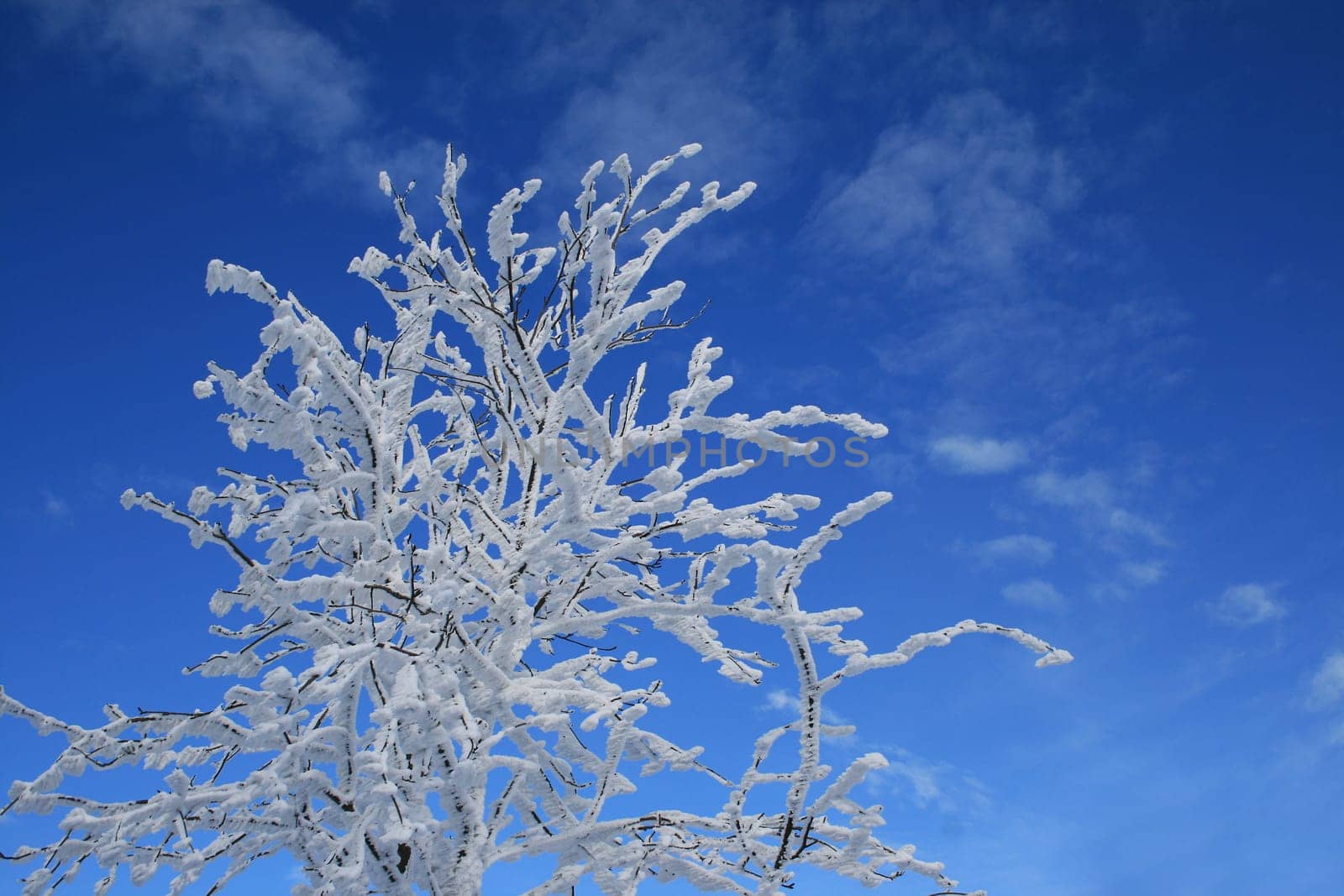 Winter in the Alps