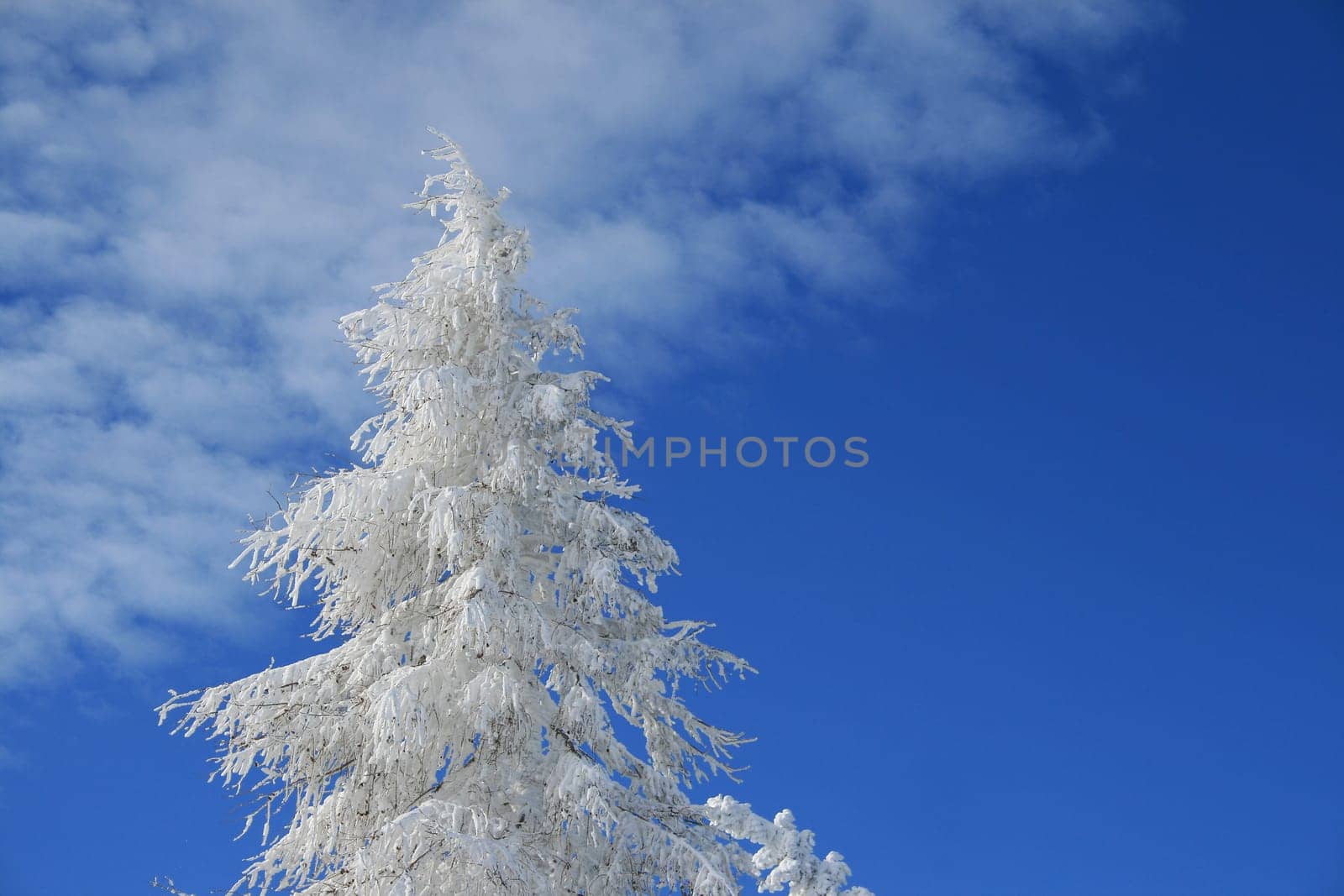 Winter in the Alps