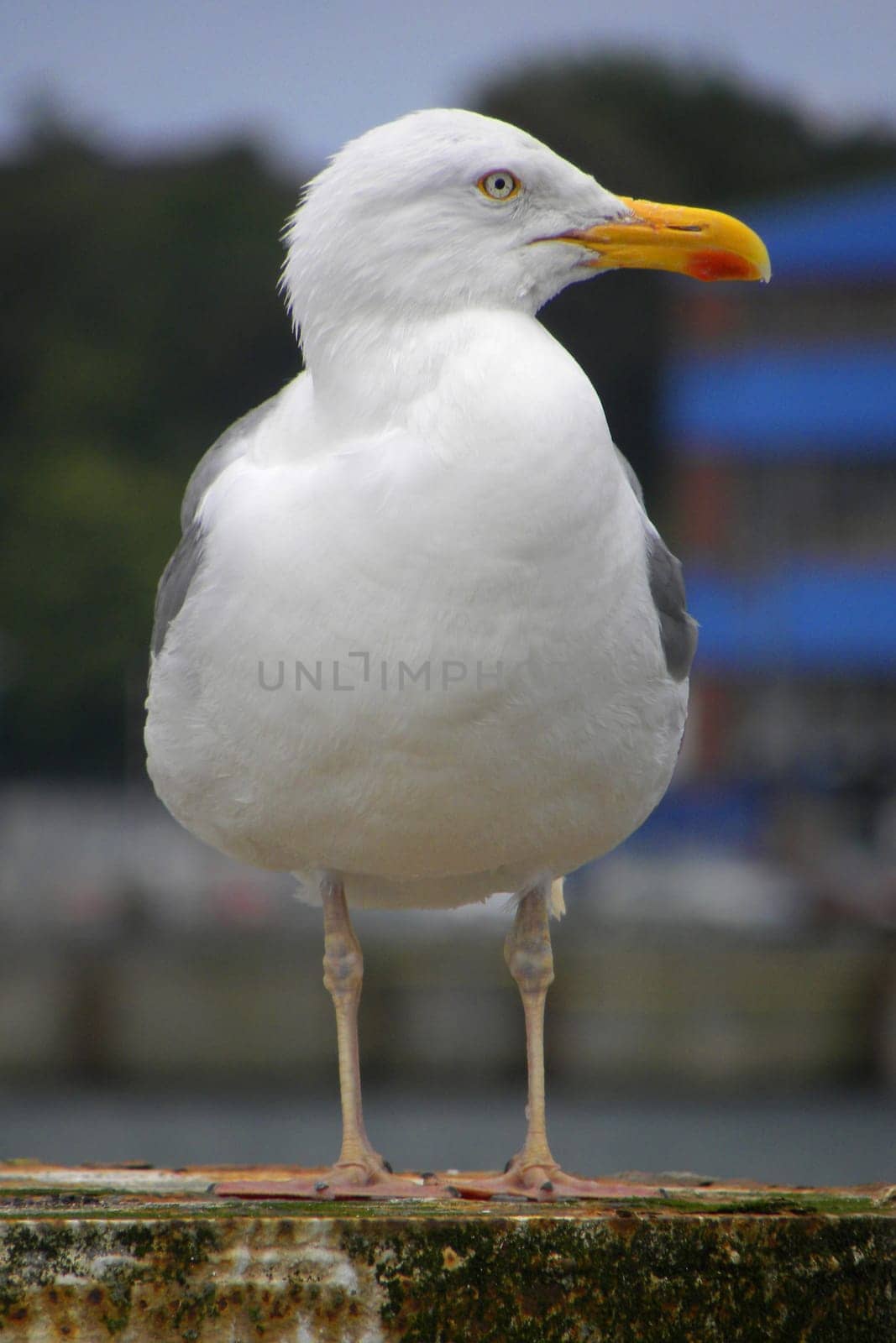 Seagull