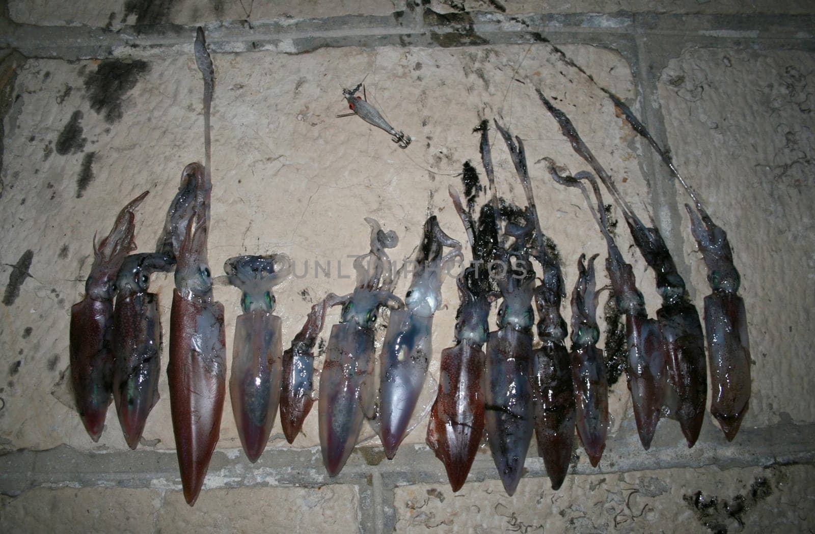 Squid
