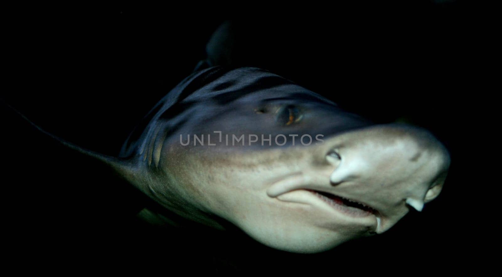 Shark