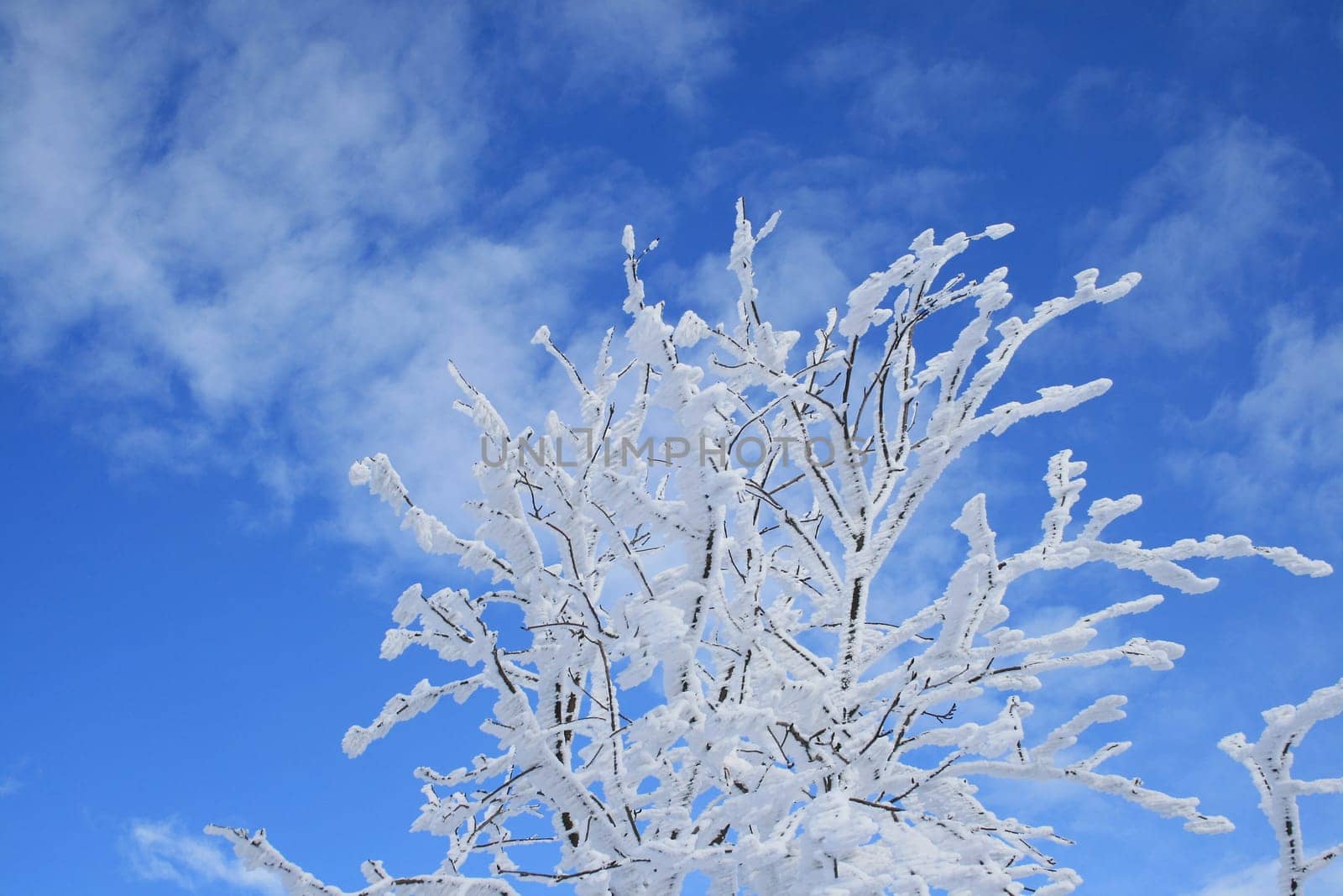 Winter in the Alps