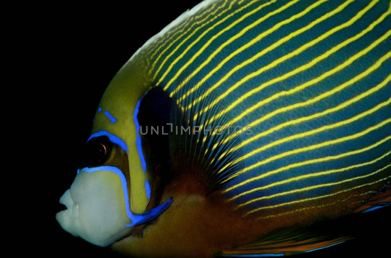 fish or fish sea
