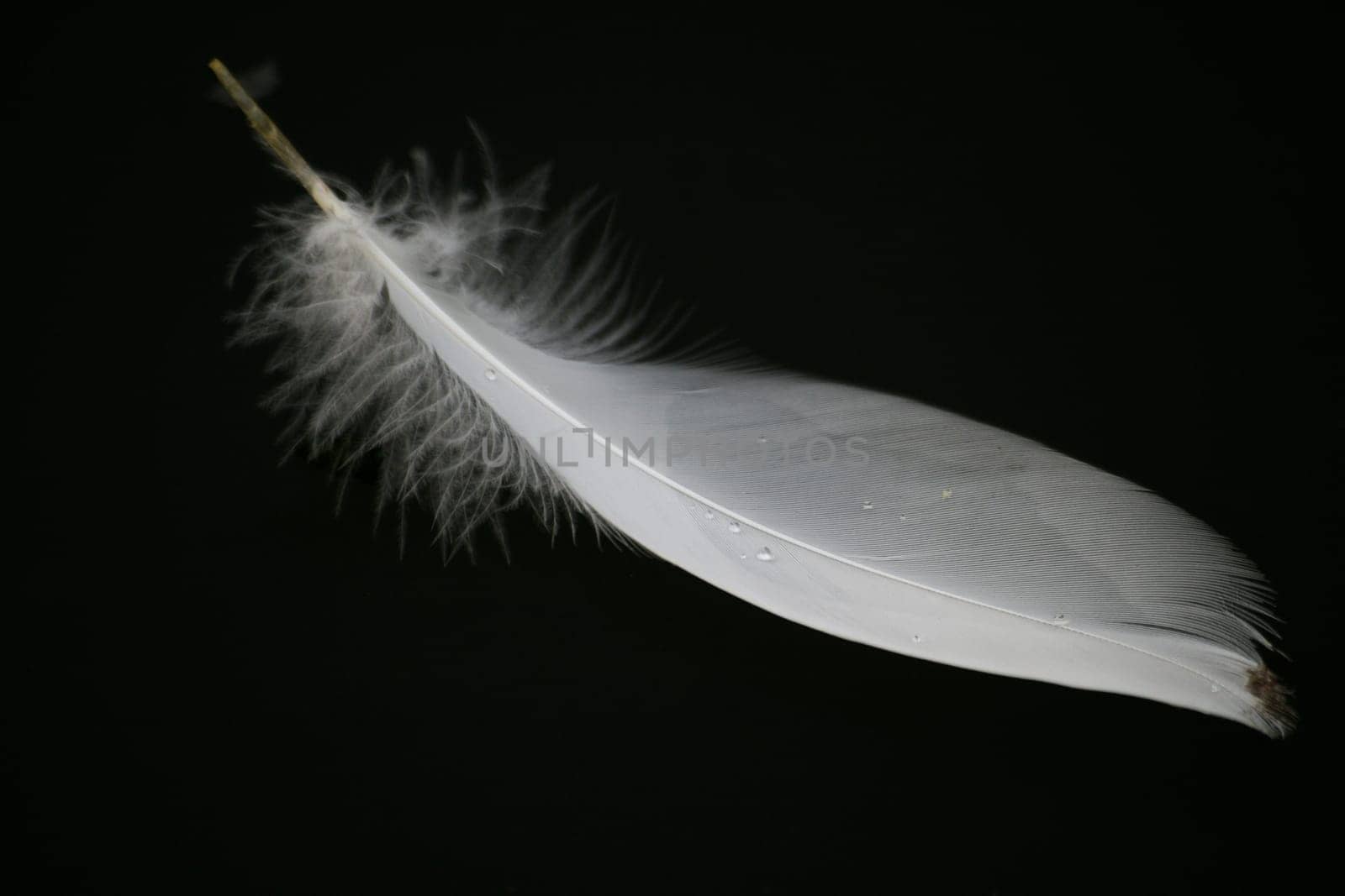 Swan Feather