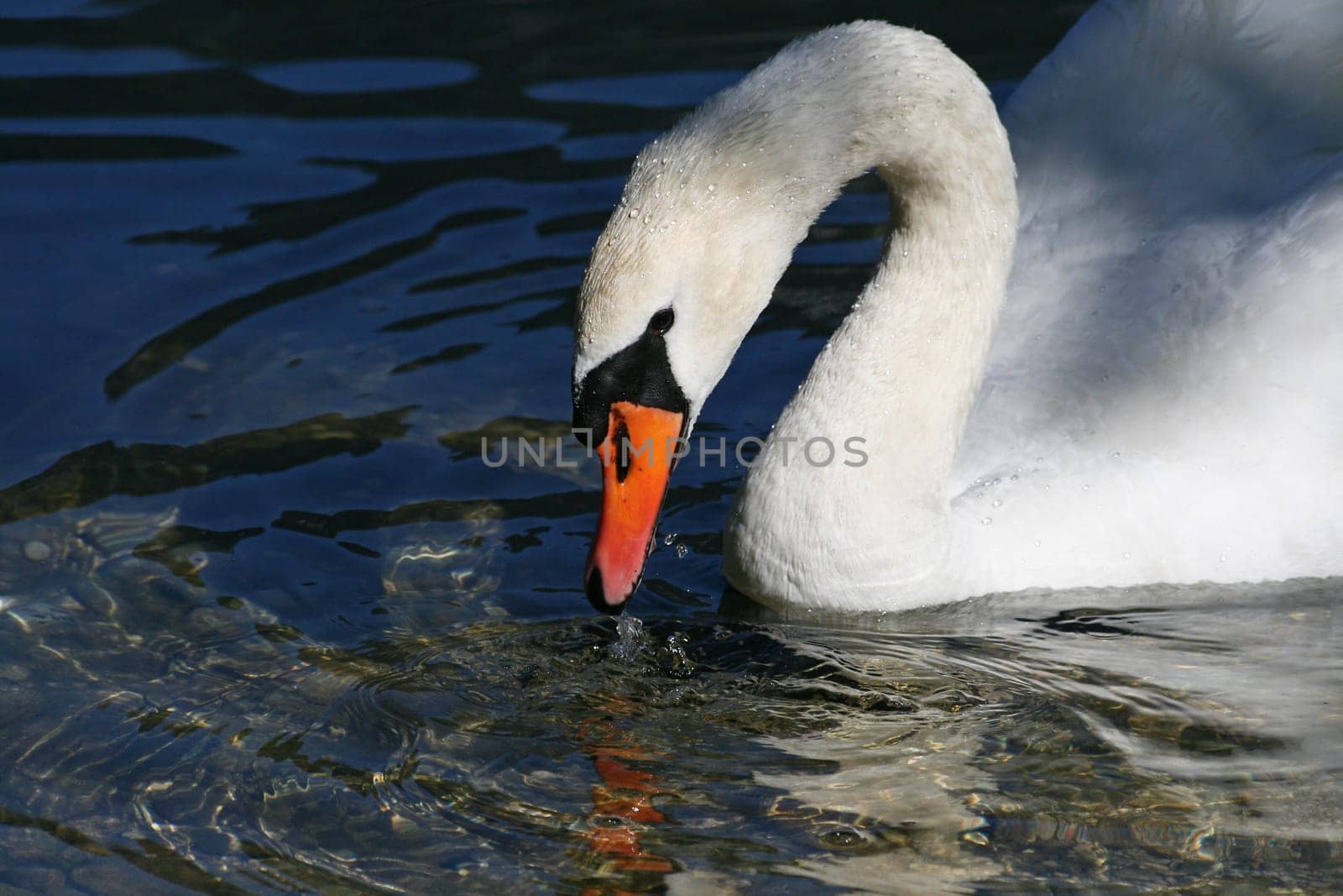 Swan