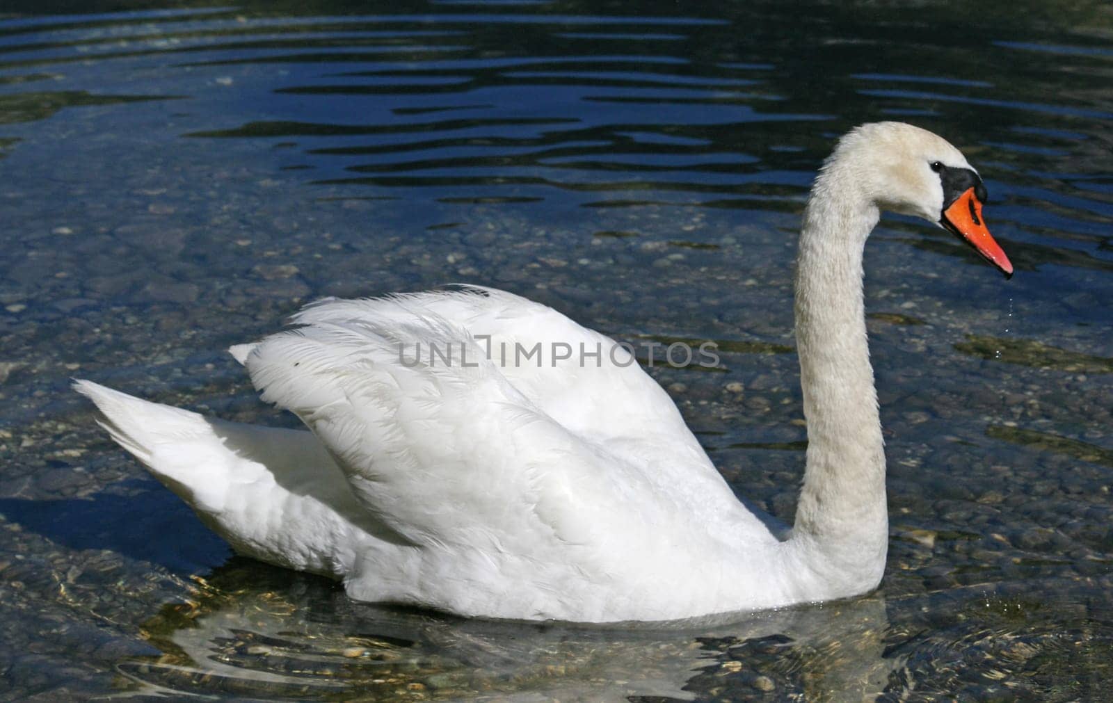 Swan
