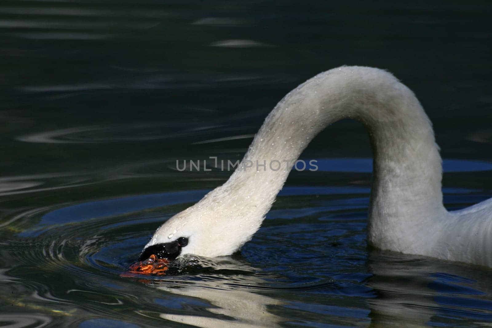 Swan