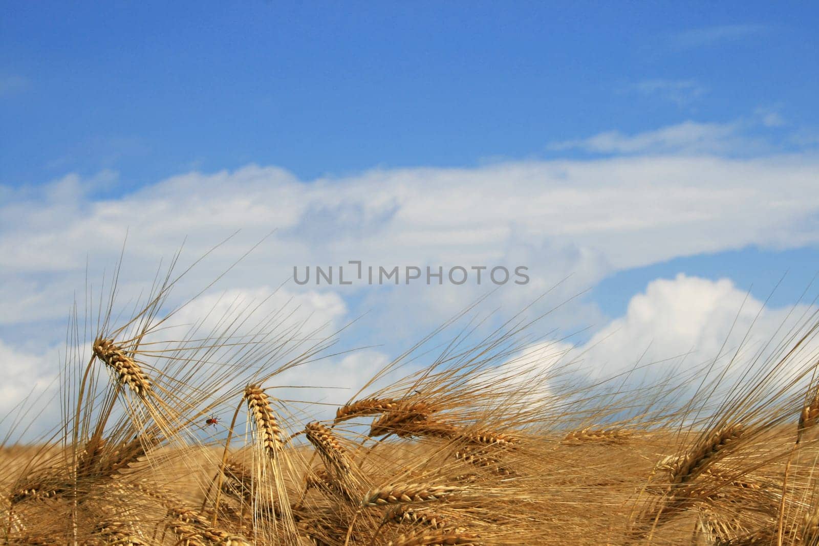Grain field