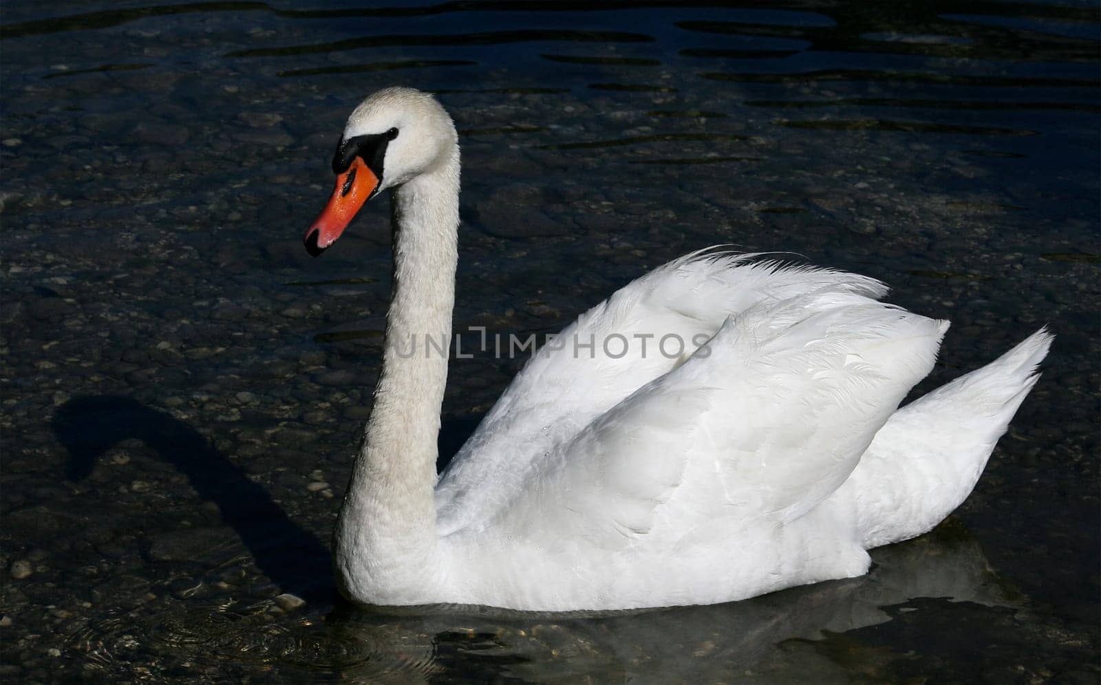 Swan