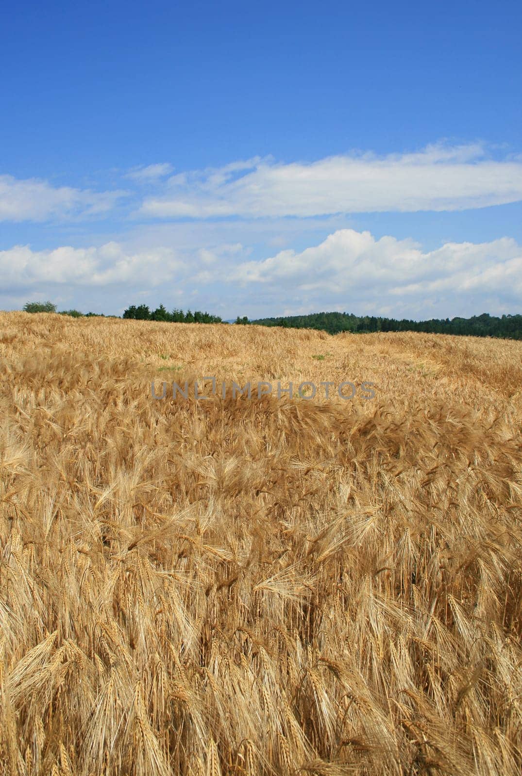 Grain field