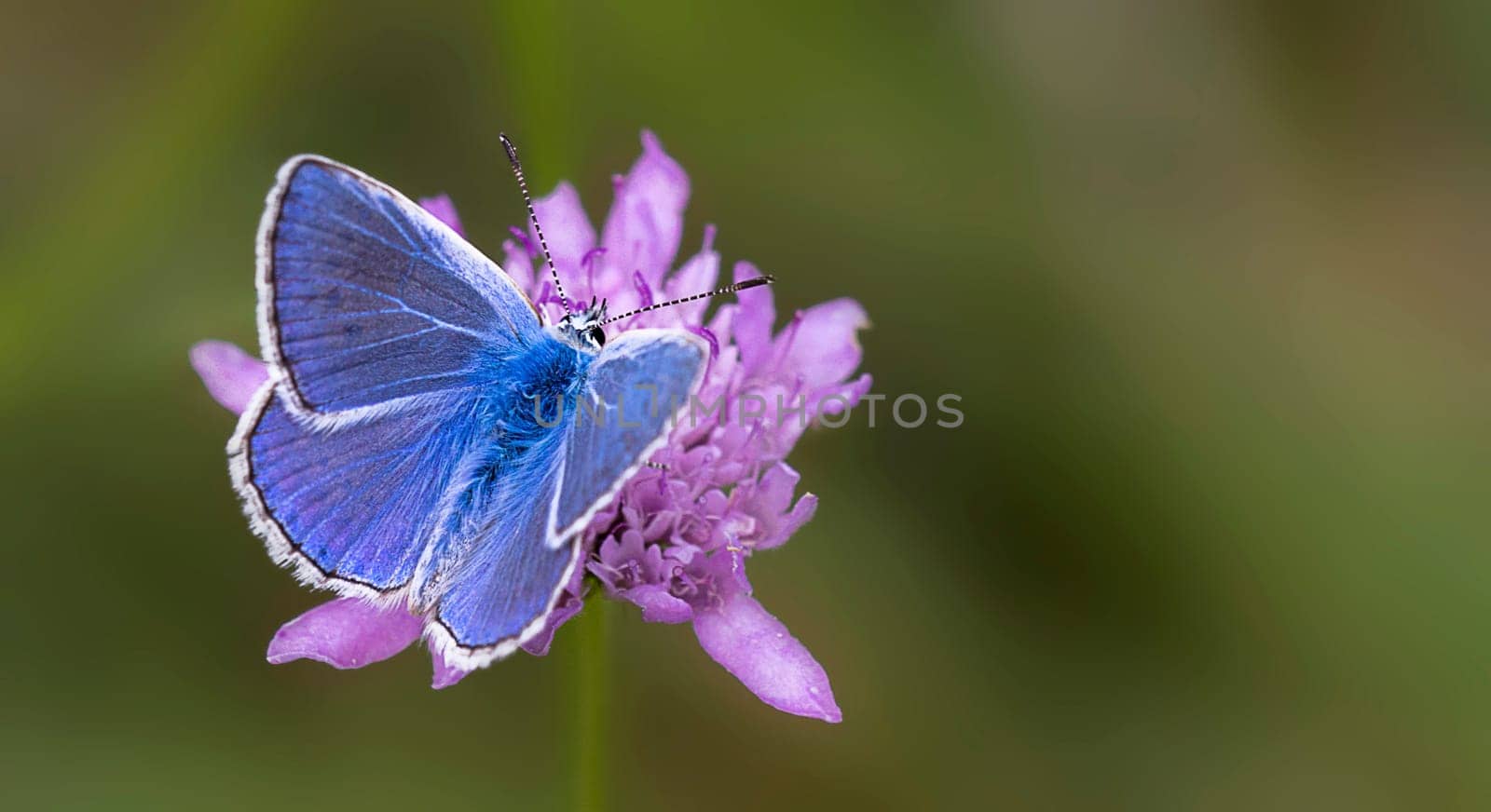 Great crested blue with blue upper wings