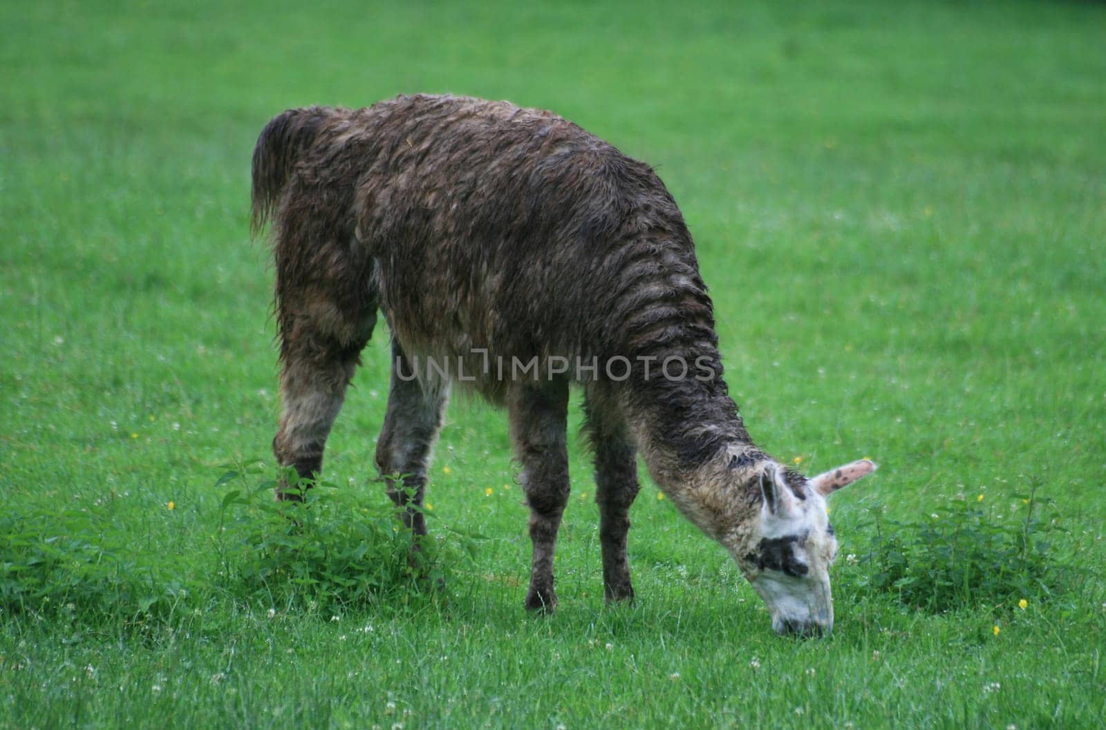 Lama
