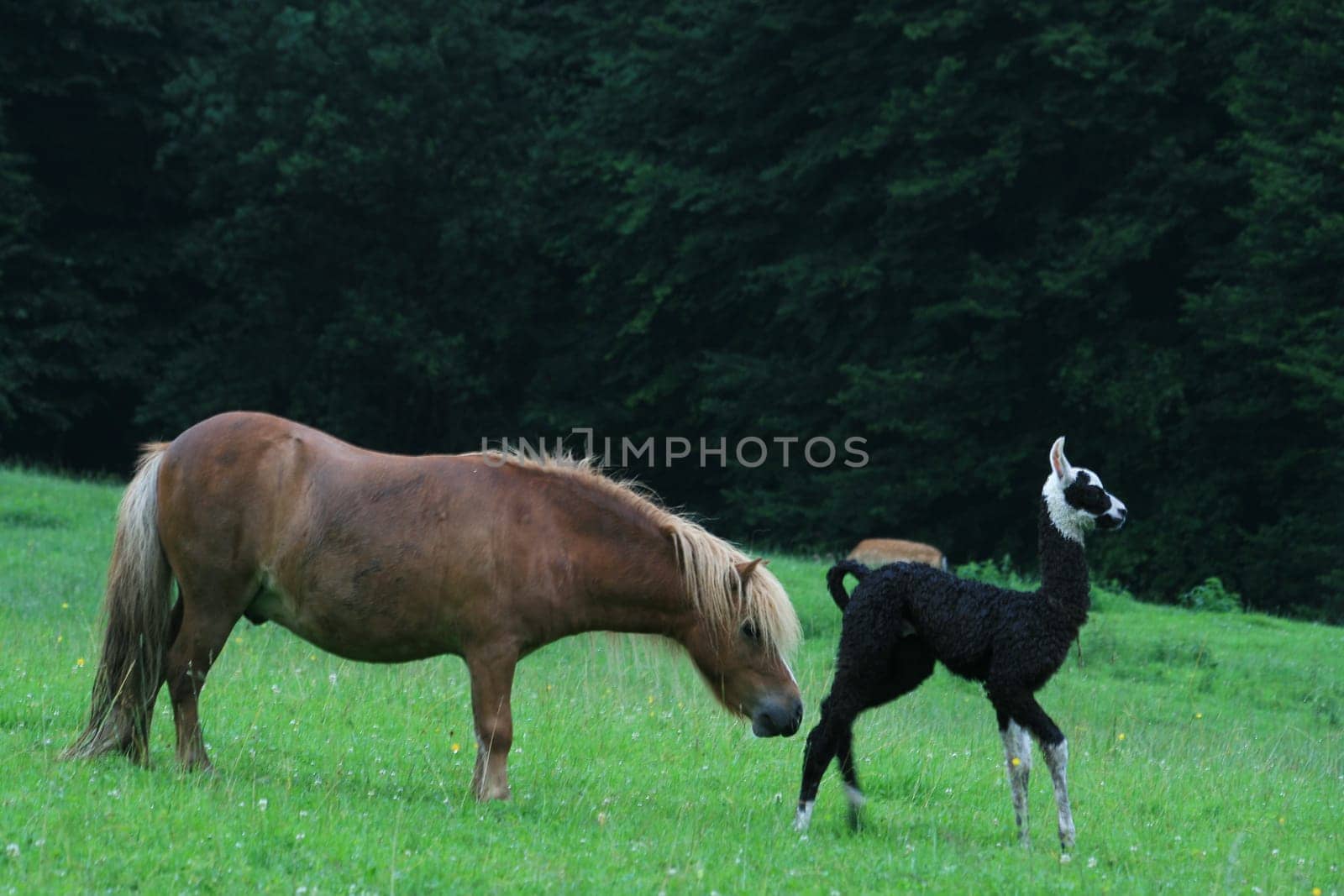 Llama baby with pony