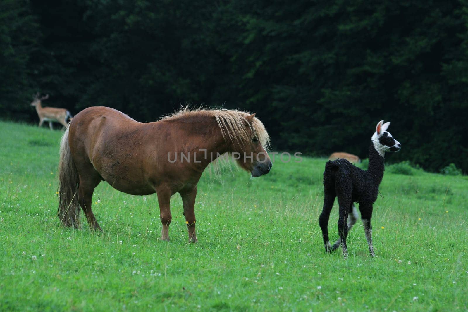 Llama baby with pony
