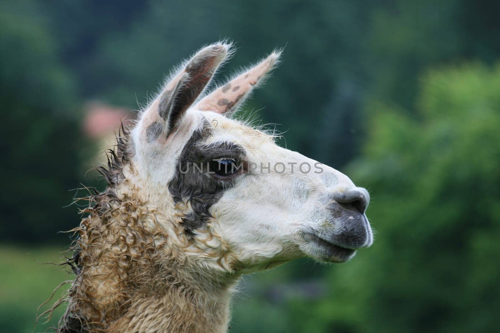 Lama