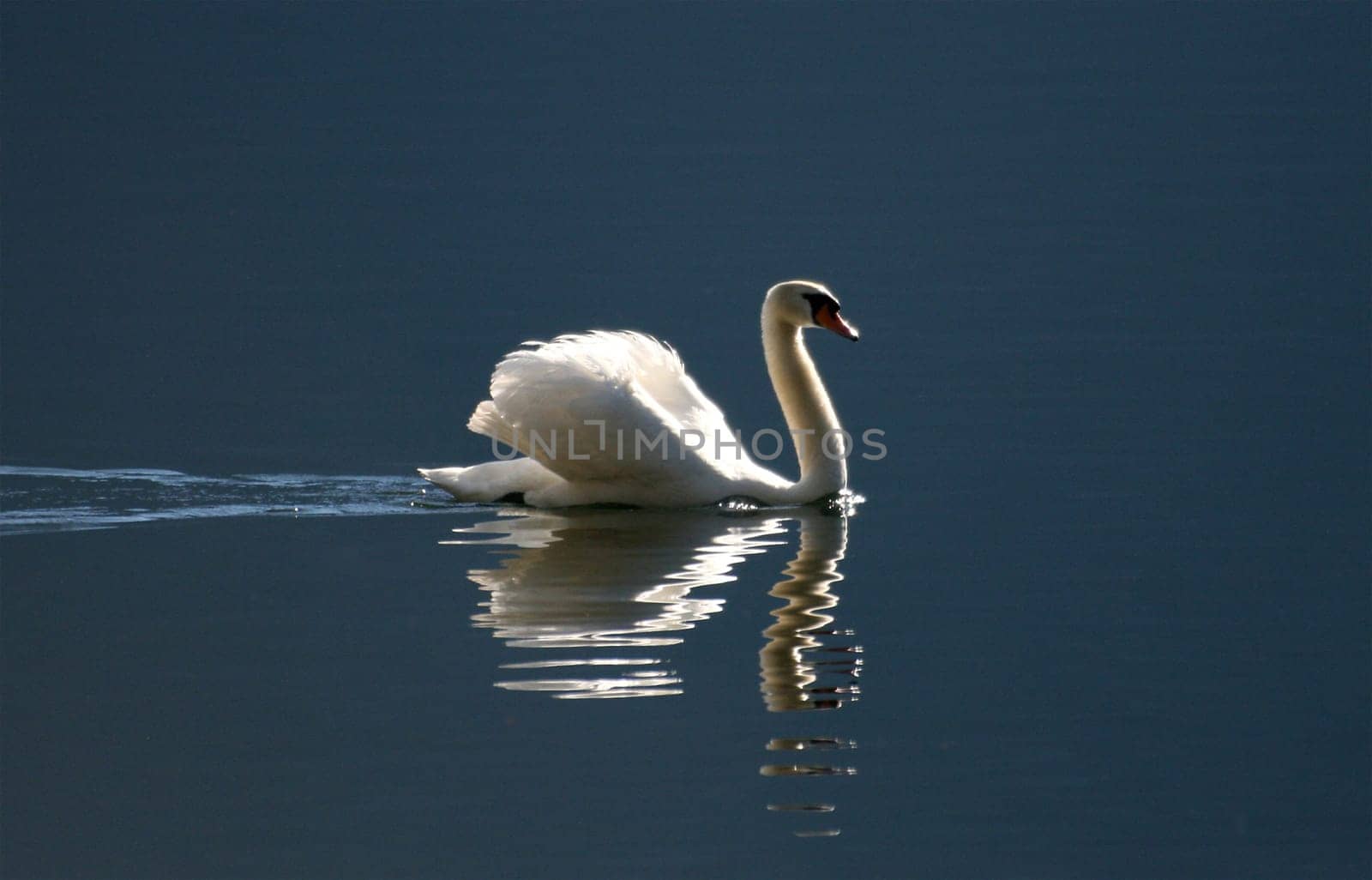 Swan