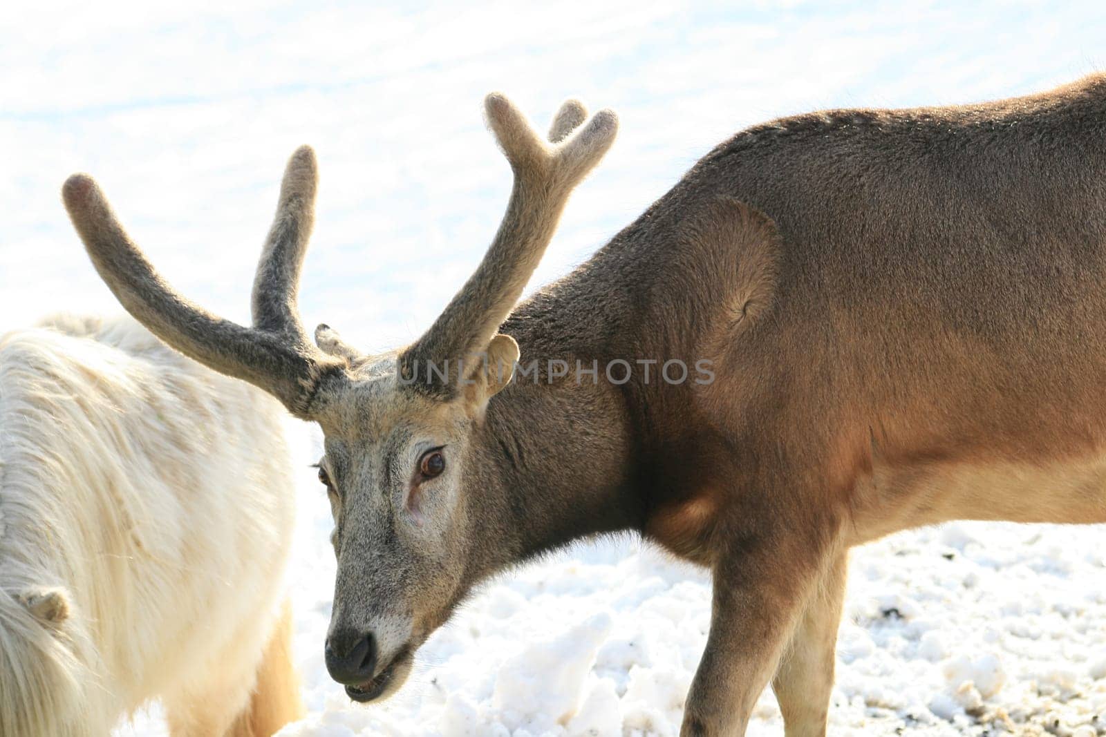 Fallow deer feeding