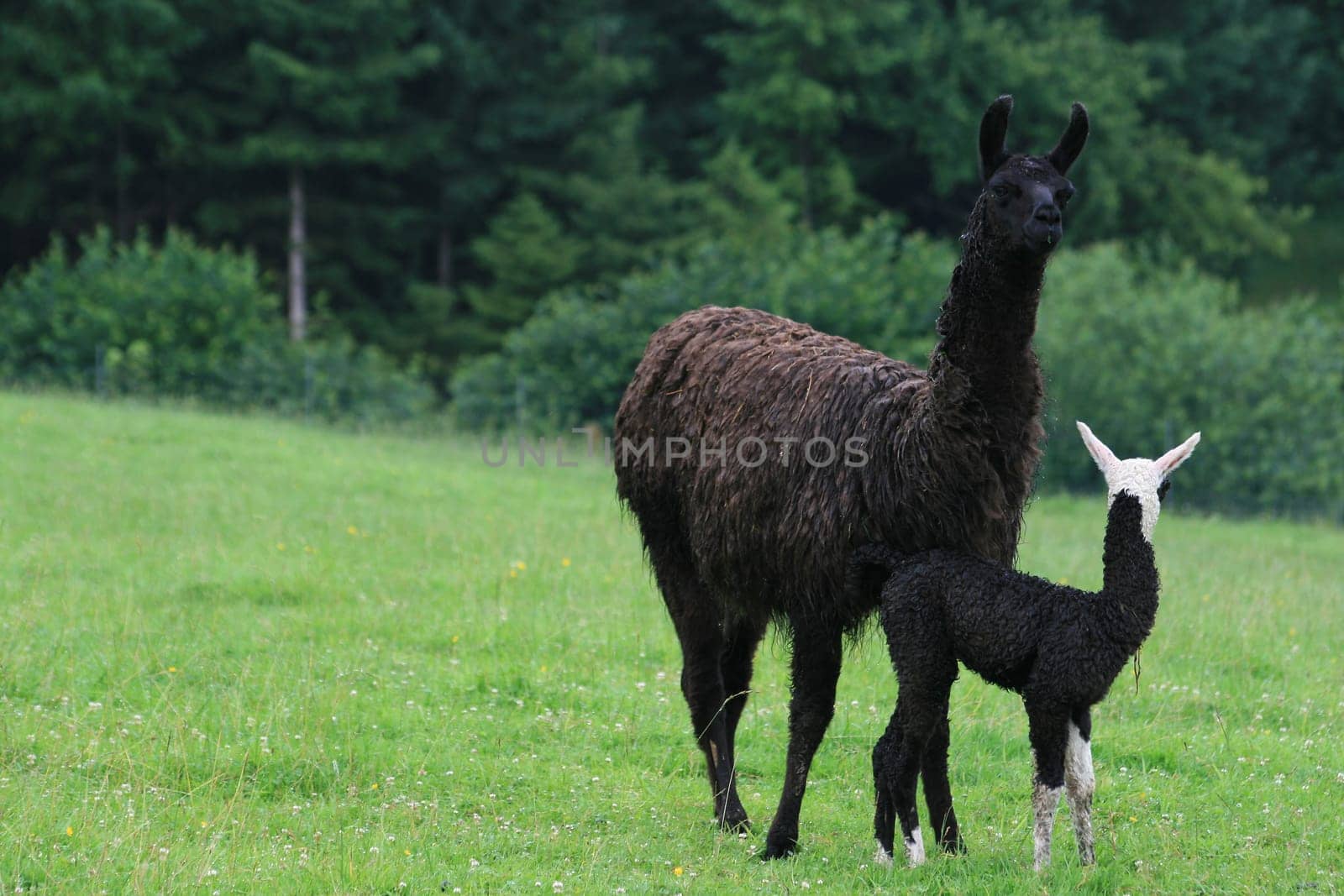 Llama mom with llama baby