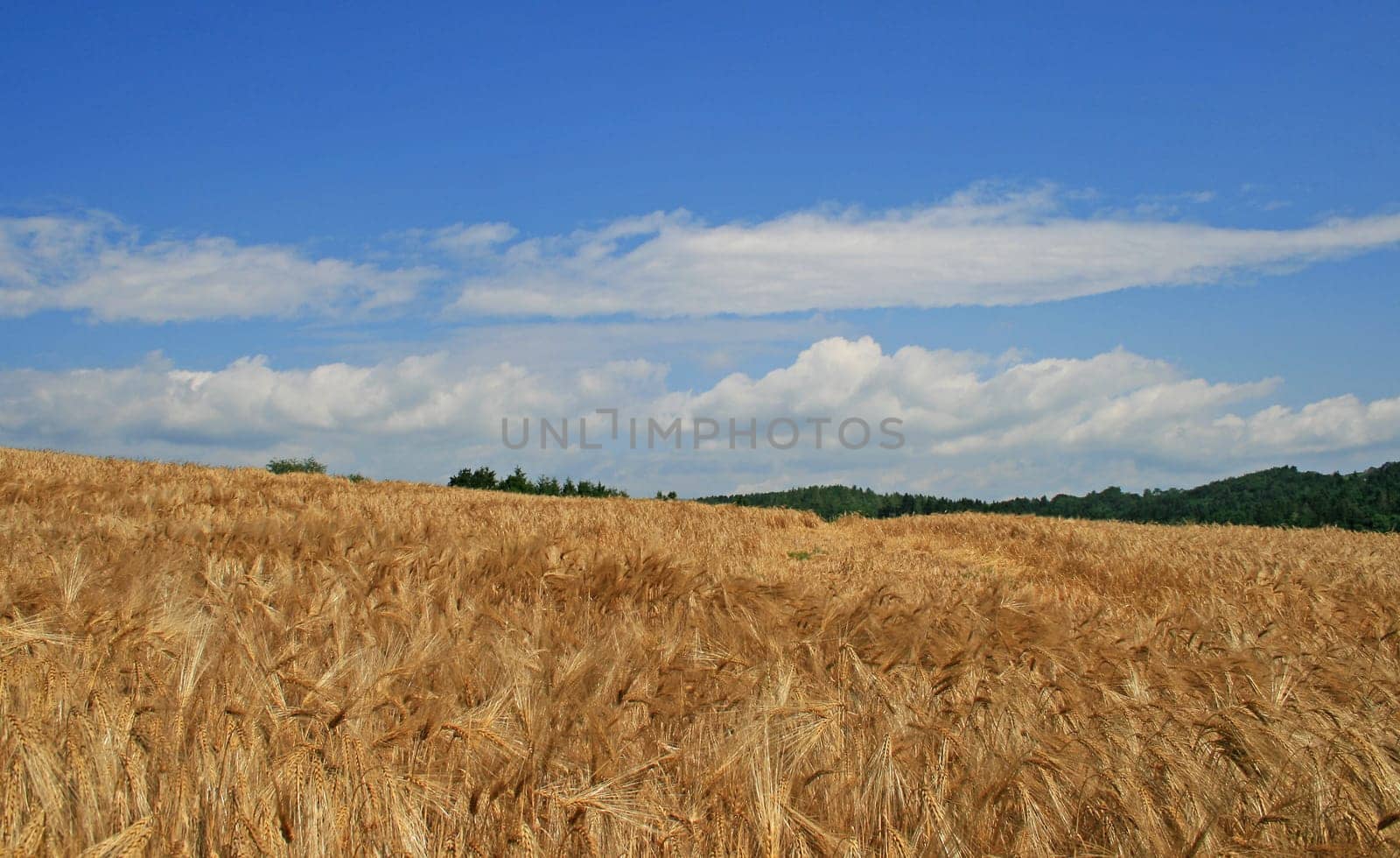 Grain field