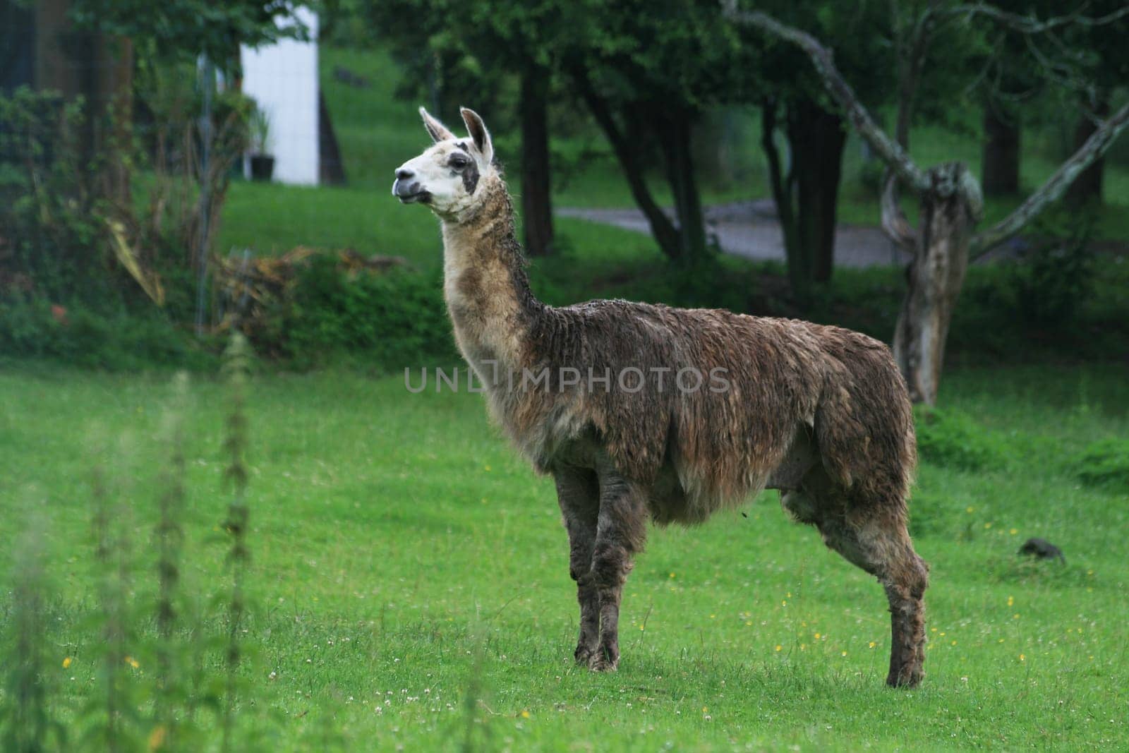Lama