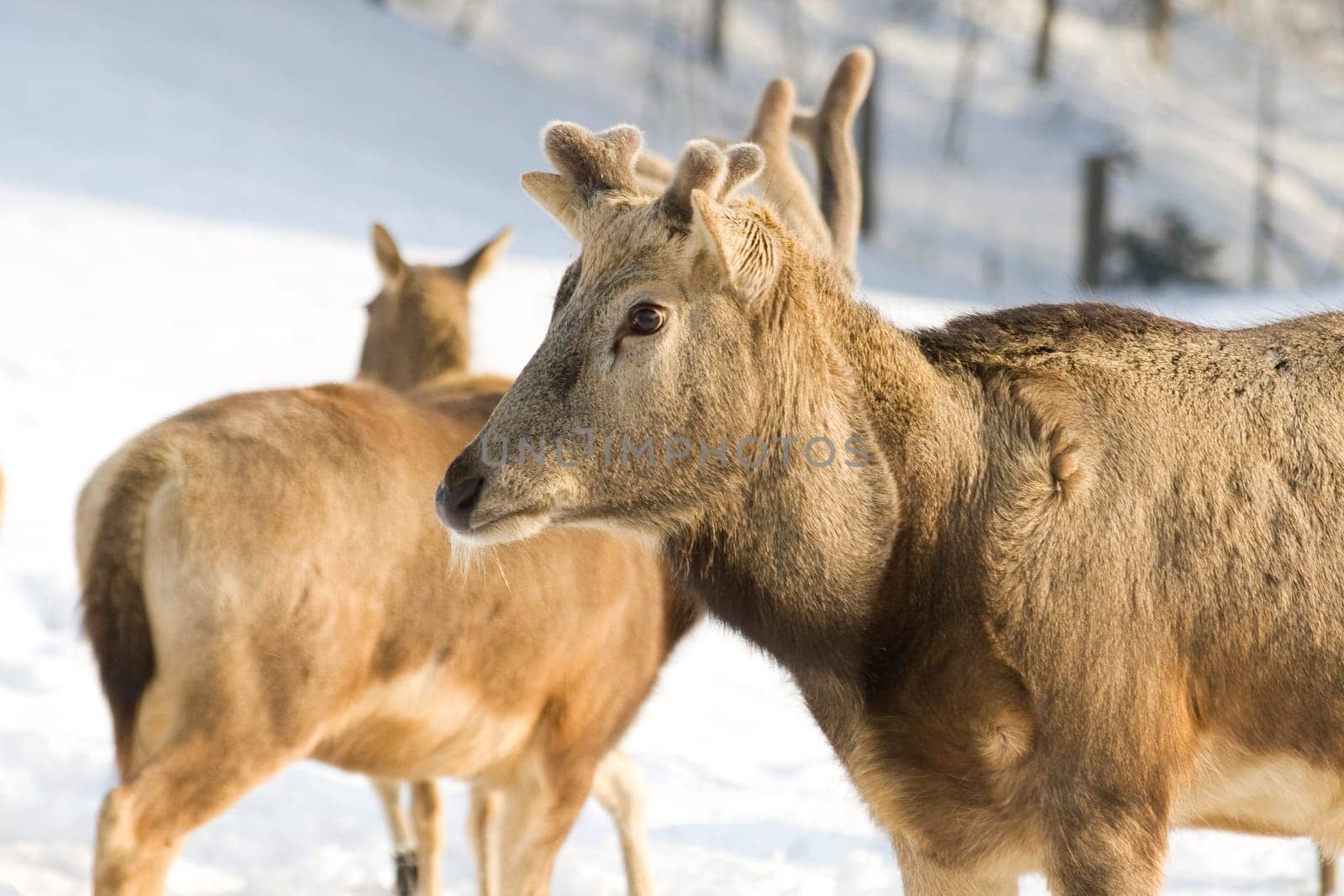 David's deer in winter