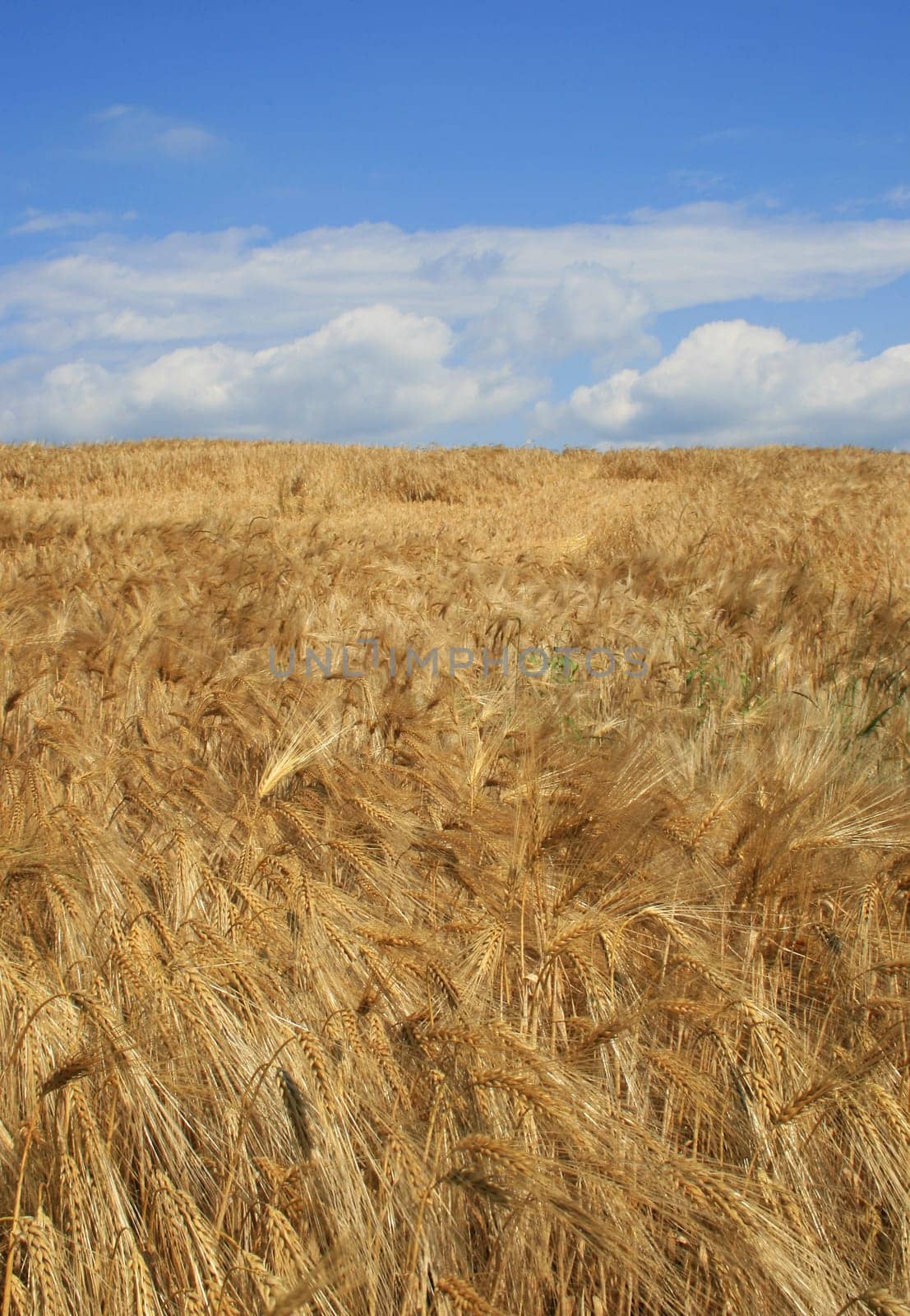 Grain field