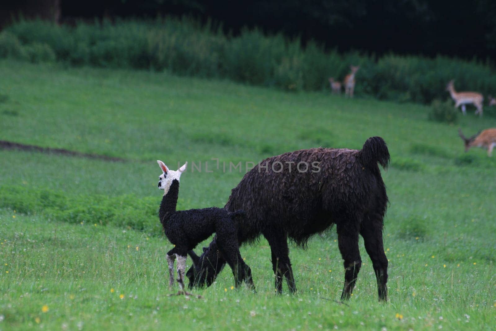 Llama mom with llama baby
