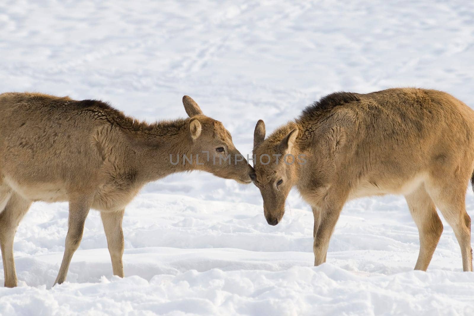 David's deer in winter