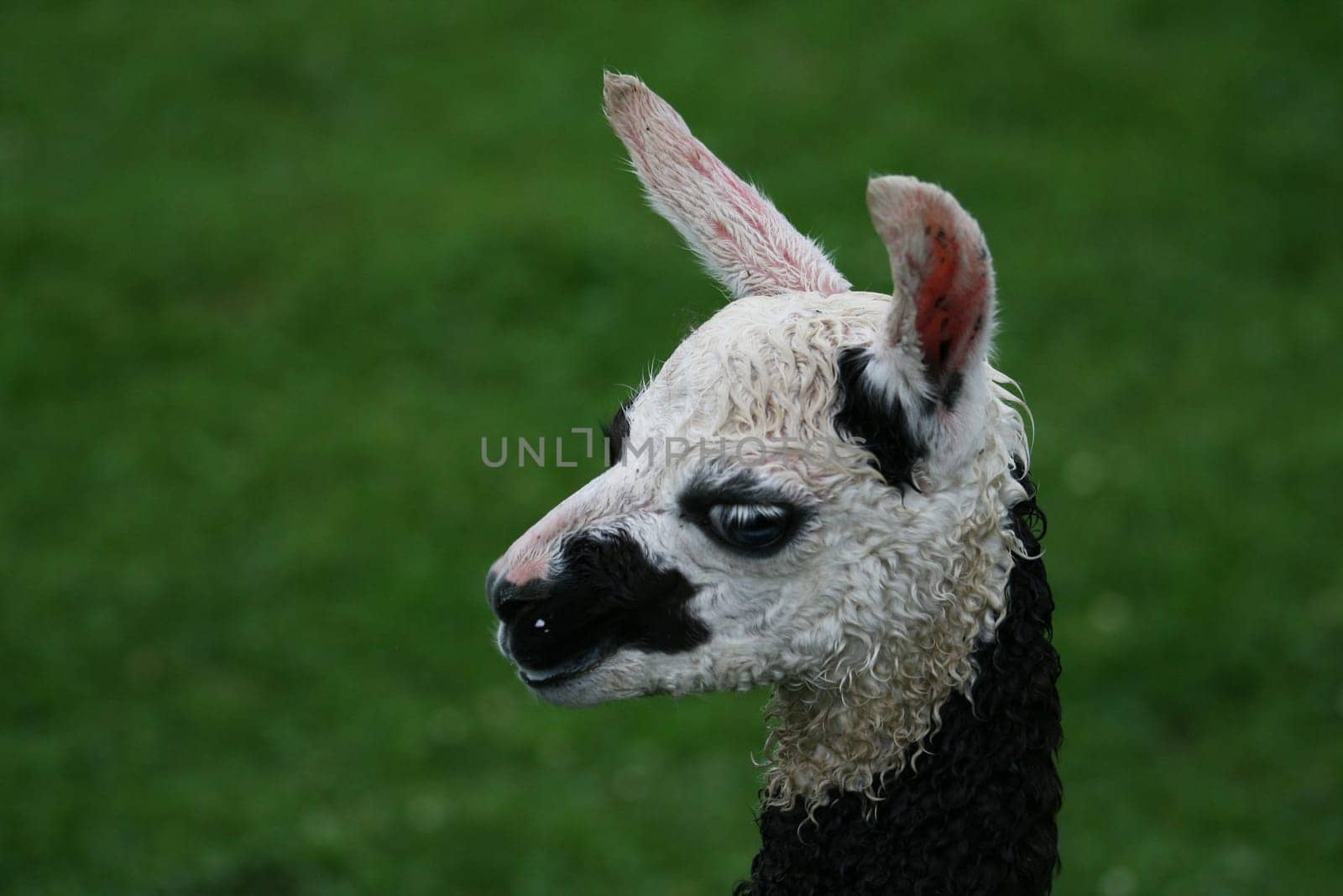 Llama baby