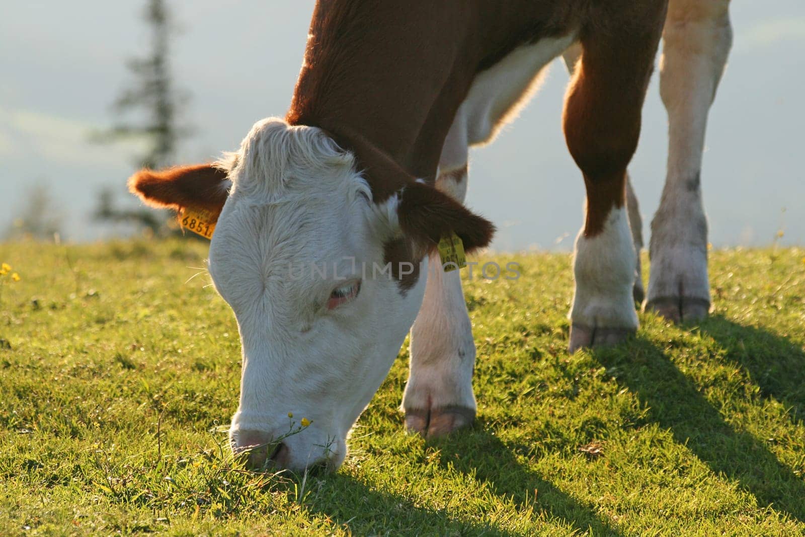 Cow