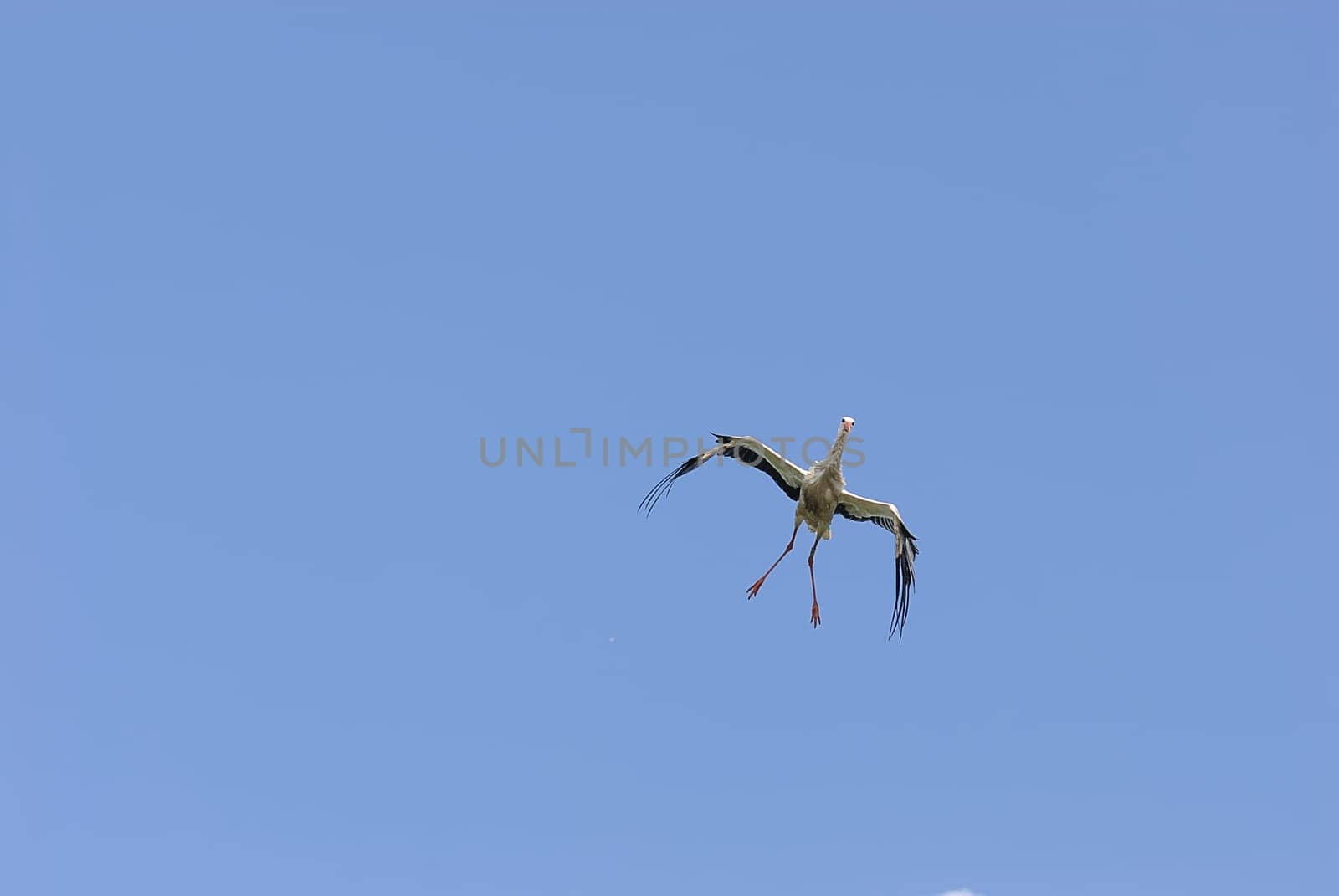 White storks
