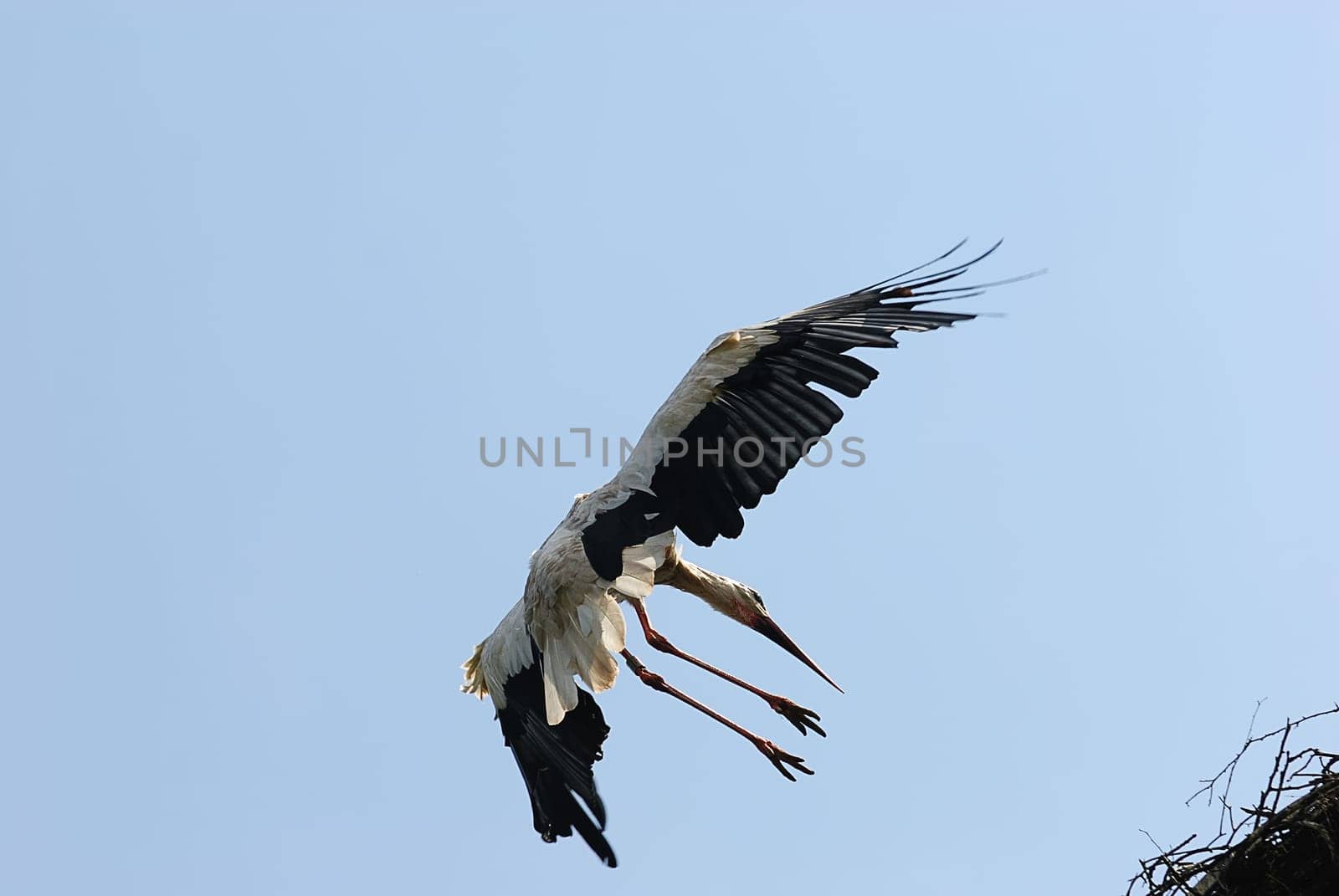 White storks