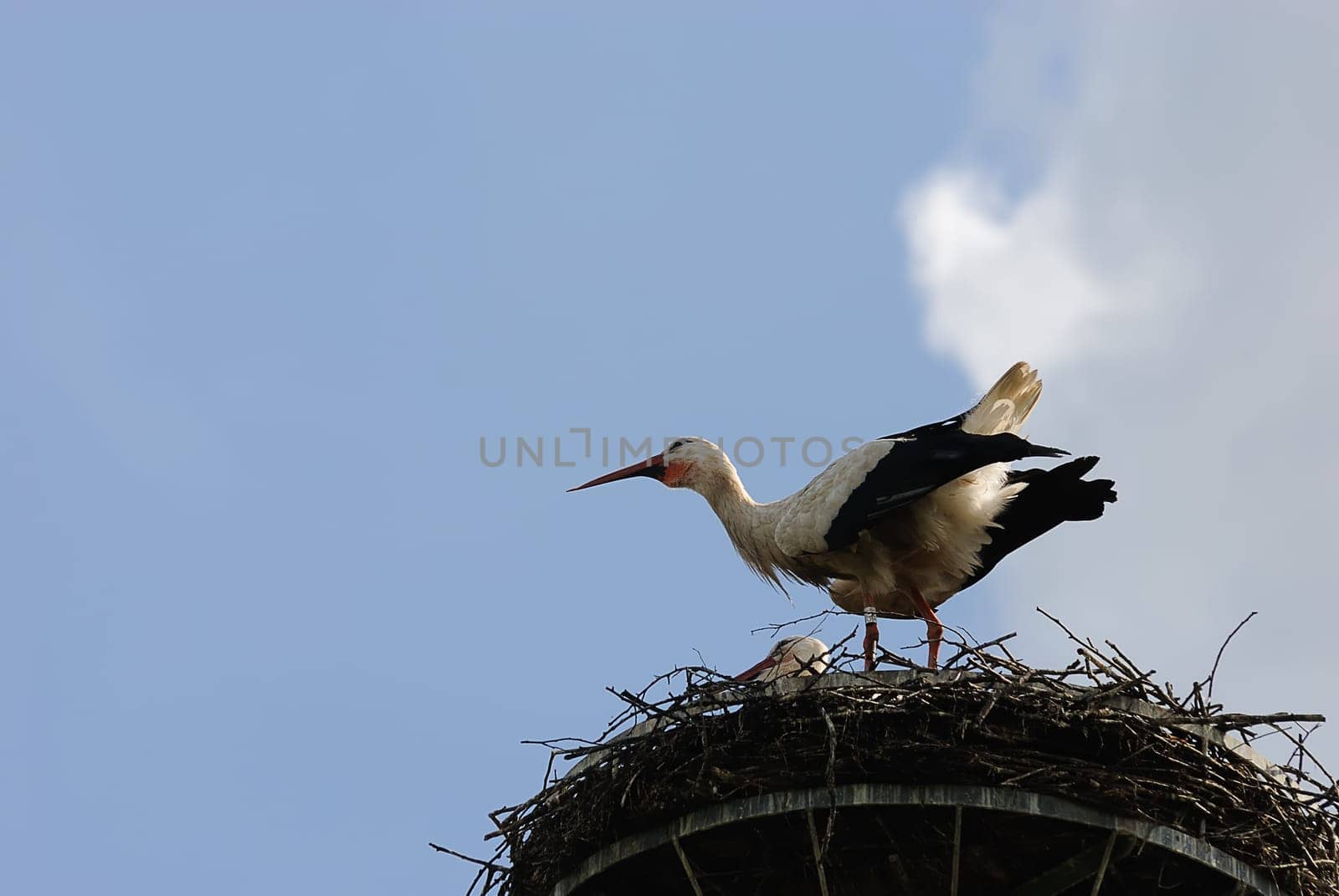 White storks