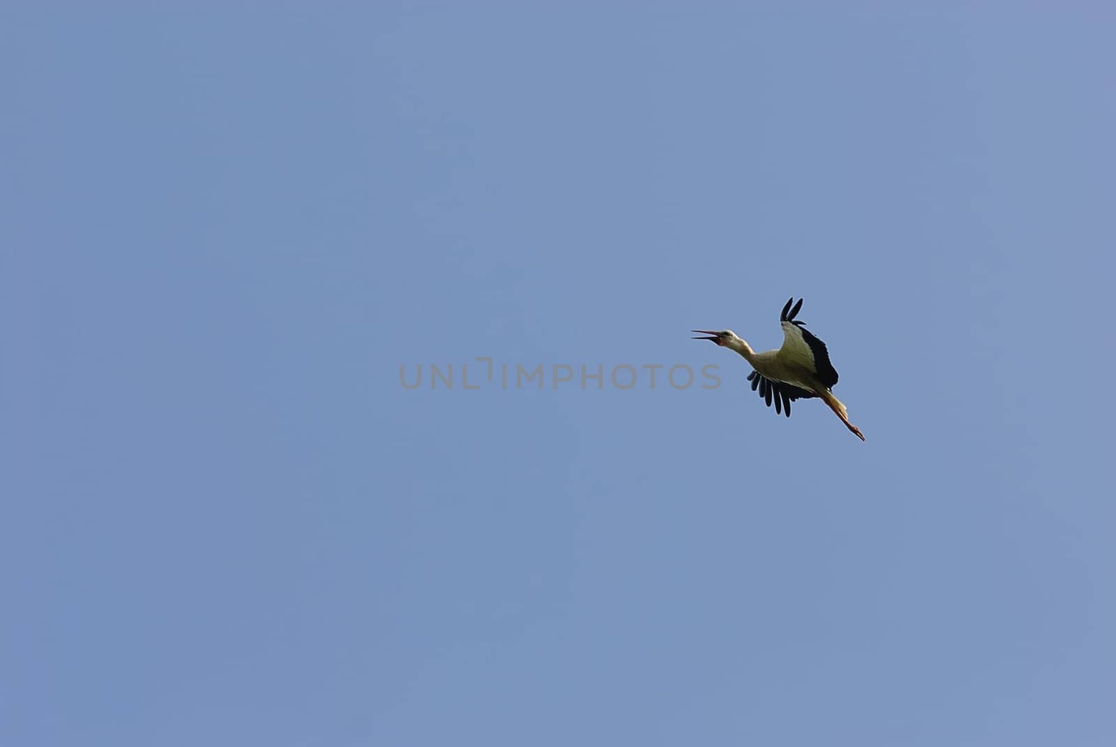 White storks