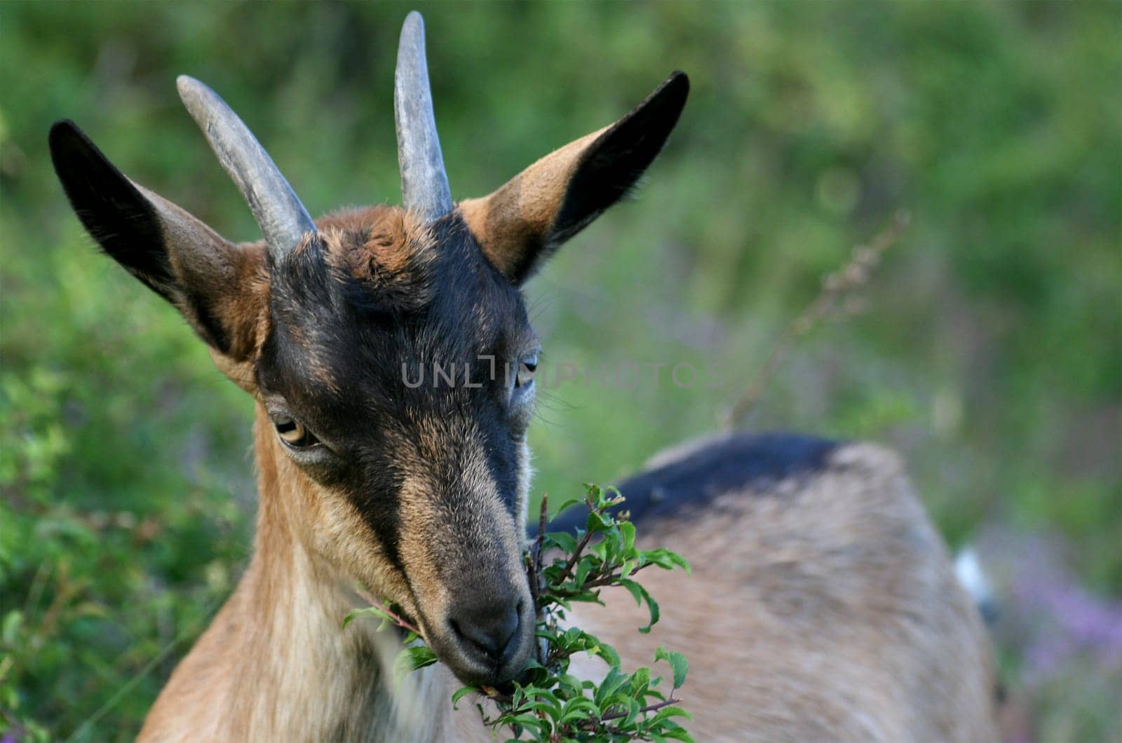 billy goat