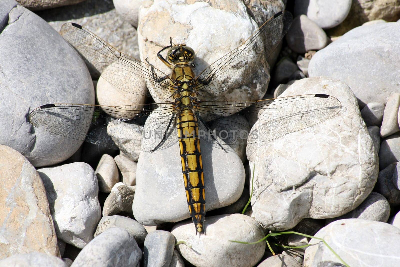 Young female great blue arrow - dragonfly