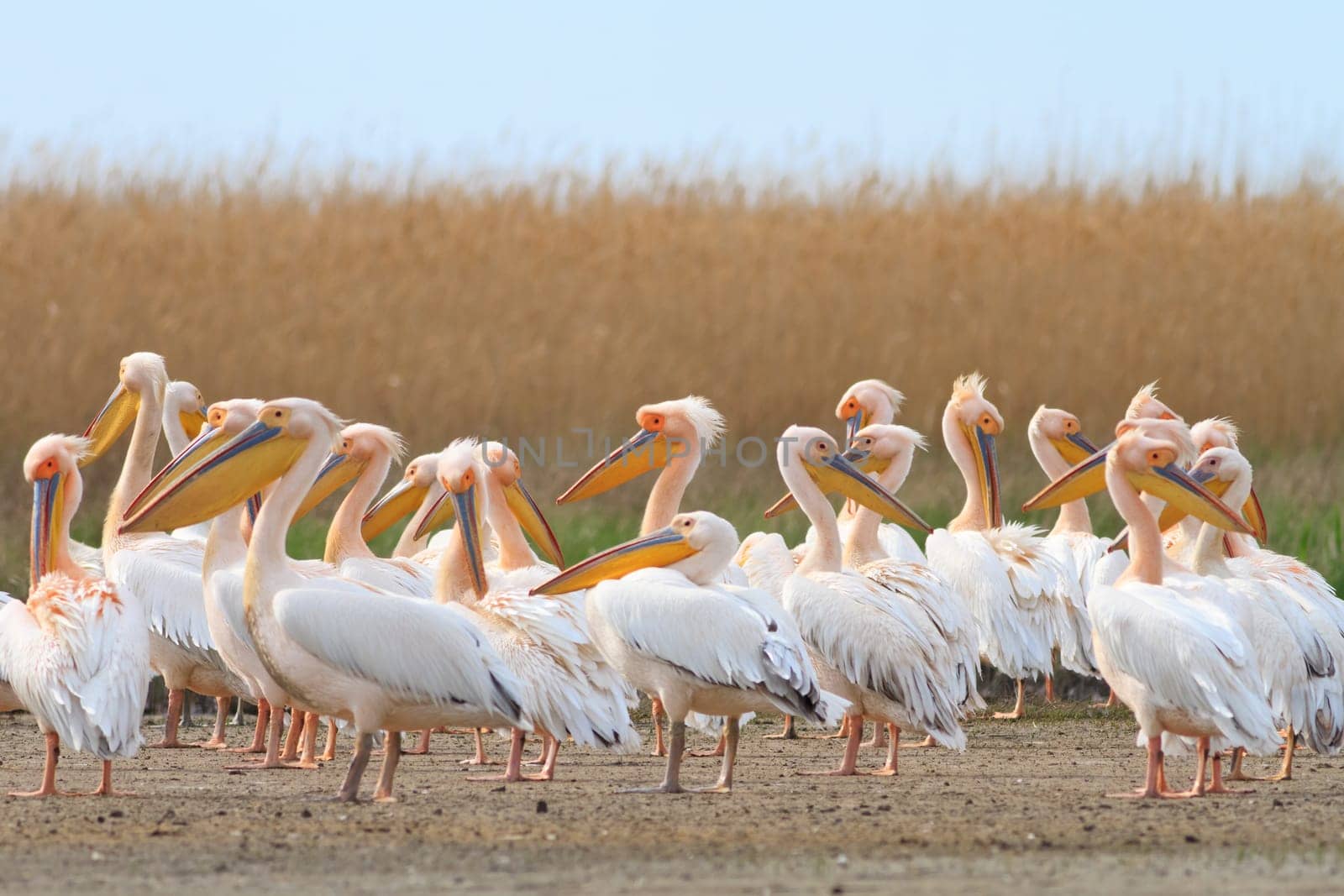 white pelicans in the Danube Delta, Romania