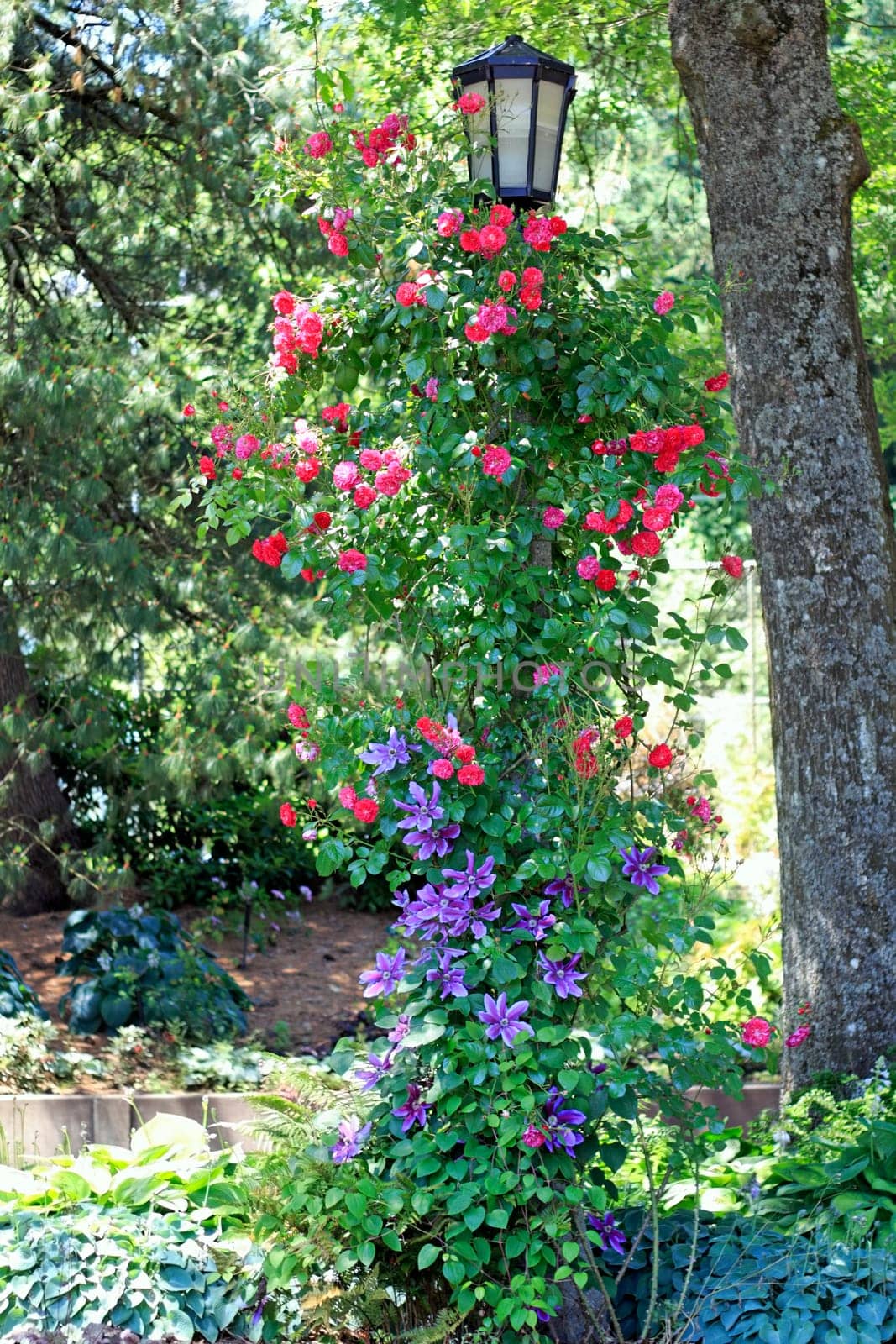 Lamppost decorated with red roses and purple clematis in a park garden street on a summer day.