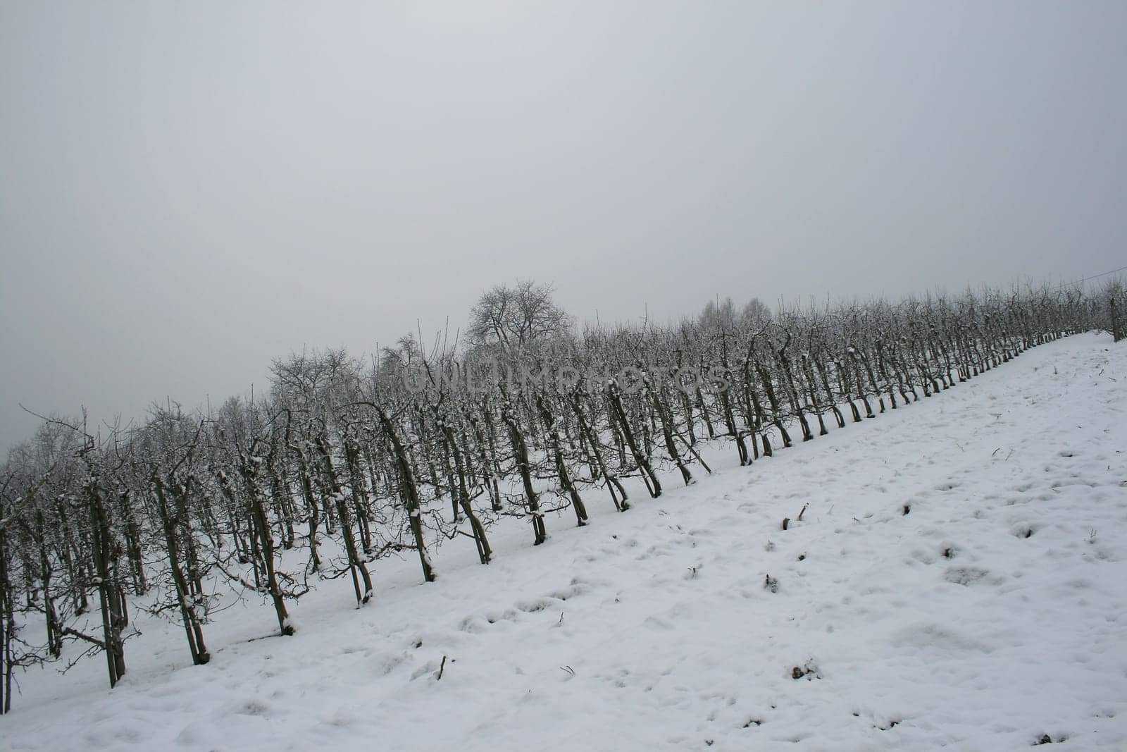winter or winter snow or winter ice or winter deep snow