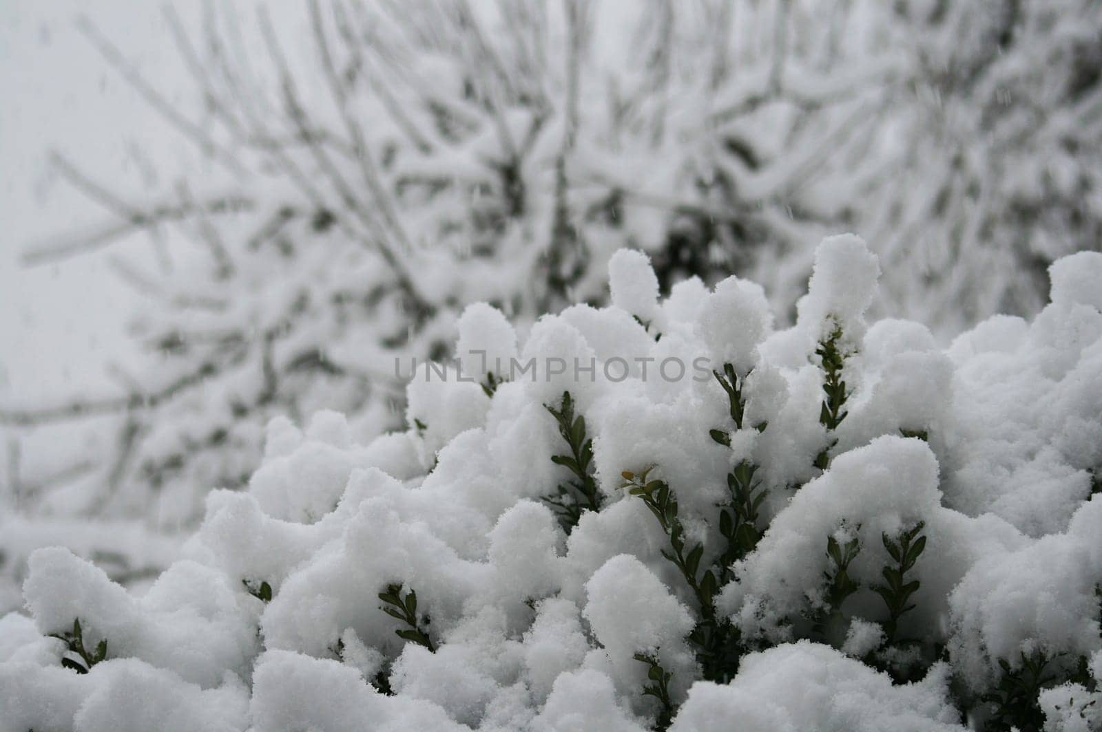 Snowfall