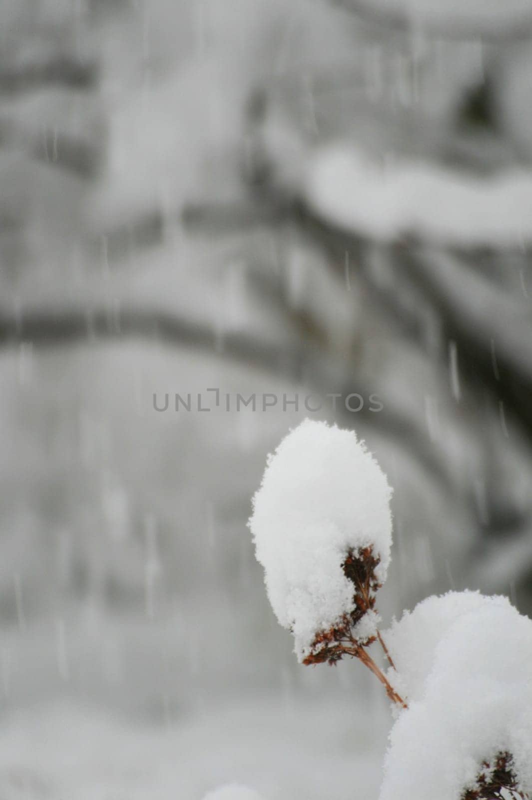 Snowfall