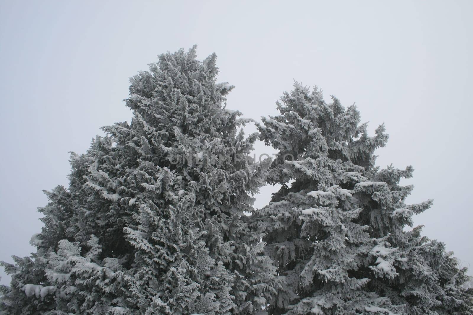 winter or winter snow or winter ice or winter deep snow