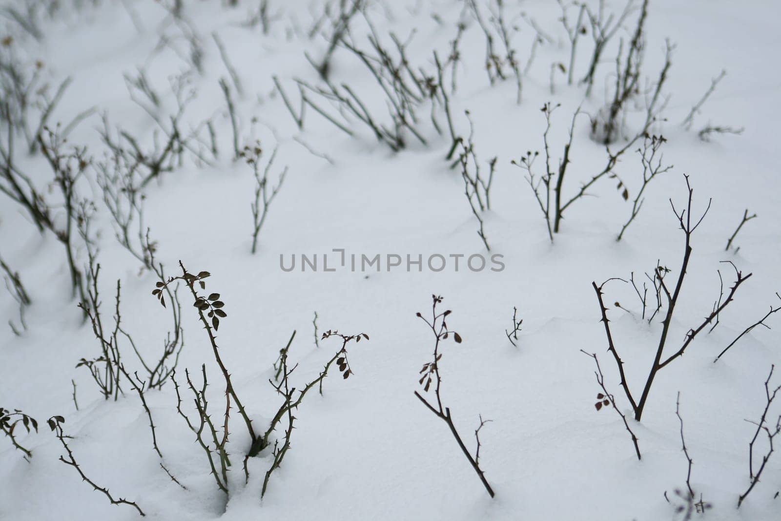 snowed-in rose