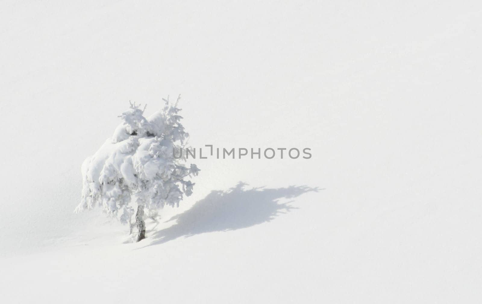 winter or winter snow or winter ice or winter deep snow