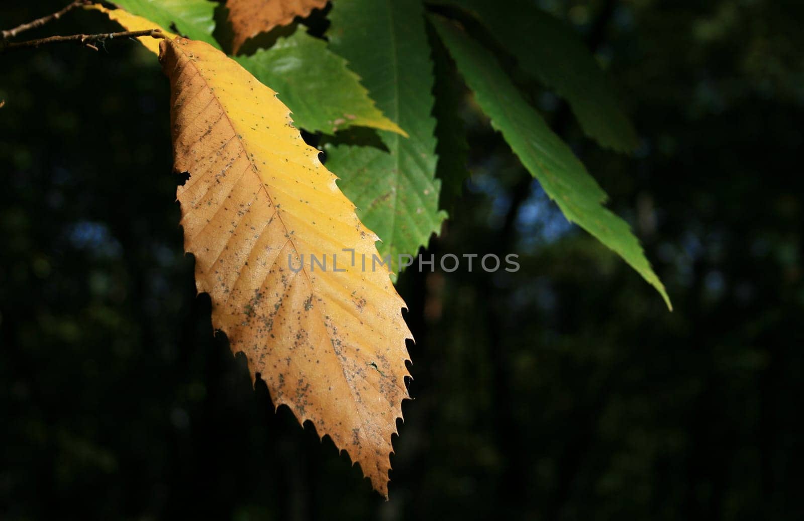 Chestnut in autumn