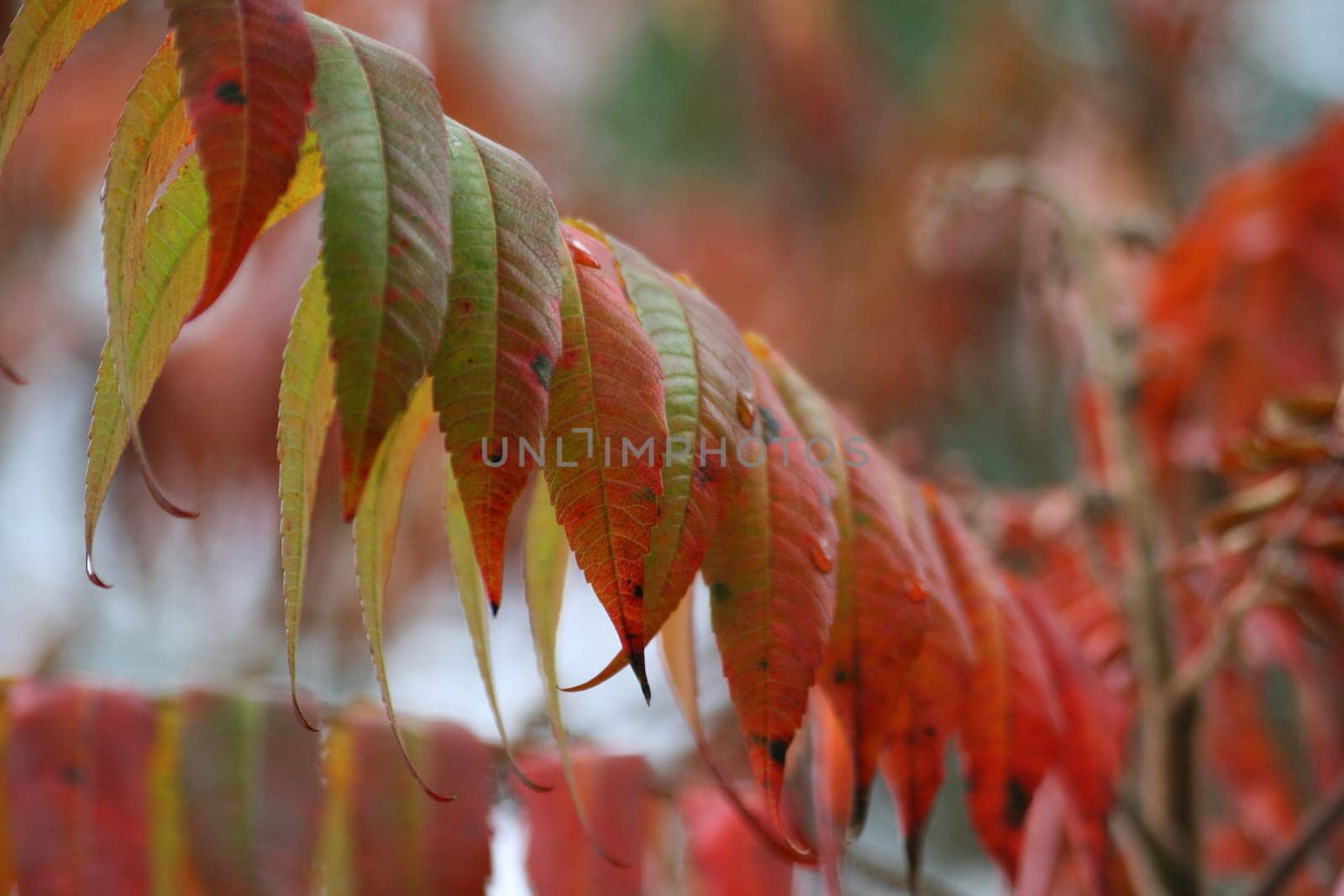 Vinegar tree in autumn