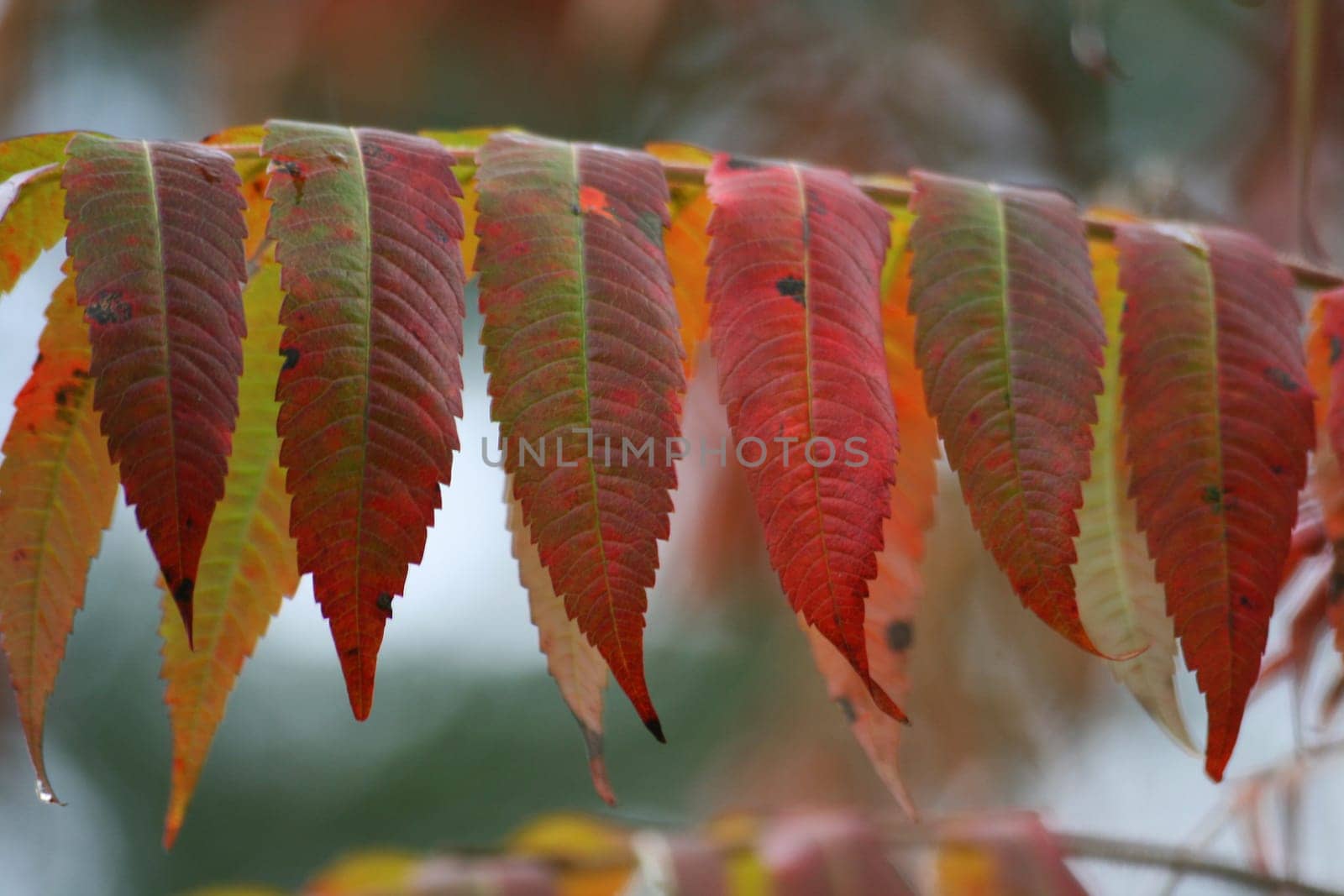 Vinegar tree in autumn