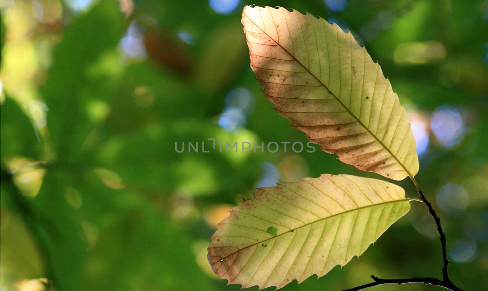 Chestnut in autumn
