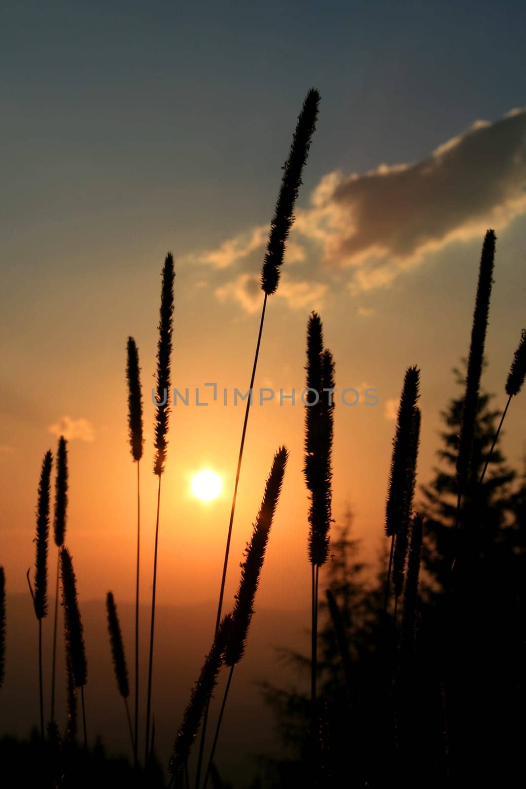 sunset or (sunset beach) or (sunset nature) or (sunset skyline)