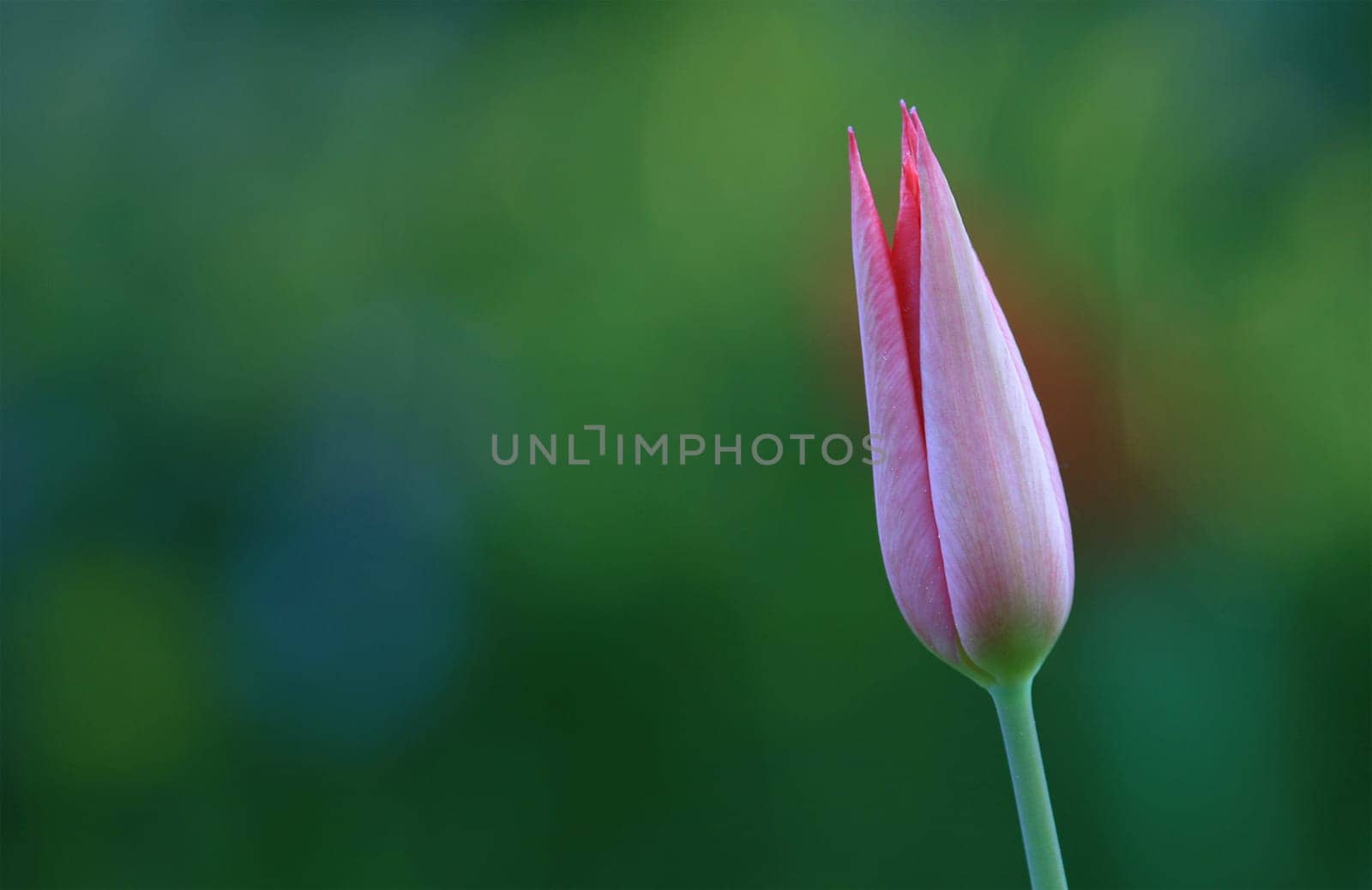 Tulip